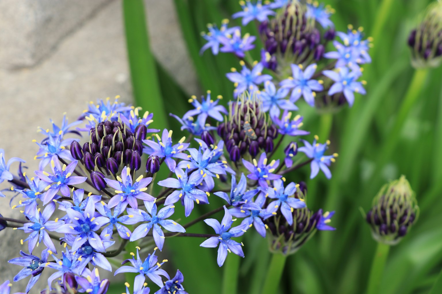 Gros plan sur une plante avec des fleurs bleues et des feuilles vertes