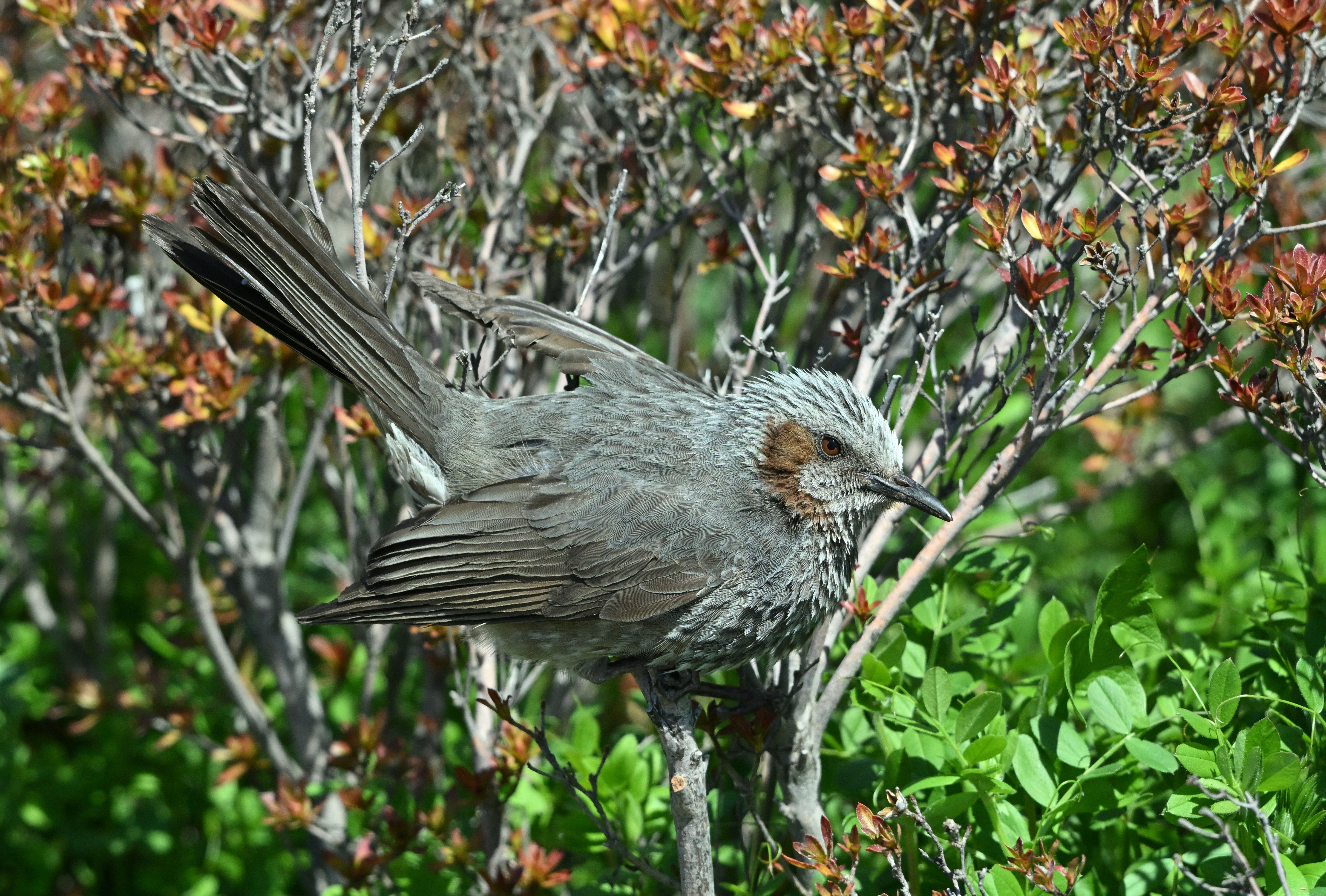 停在樹枝上的鳥