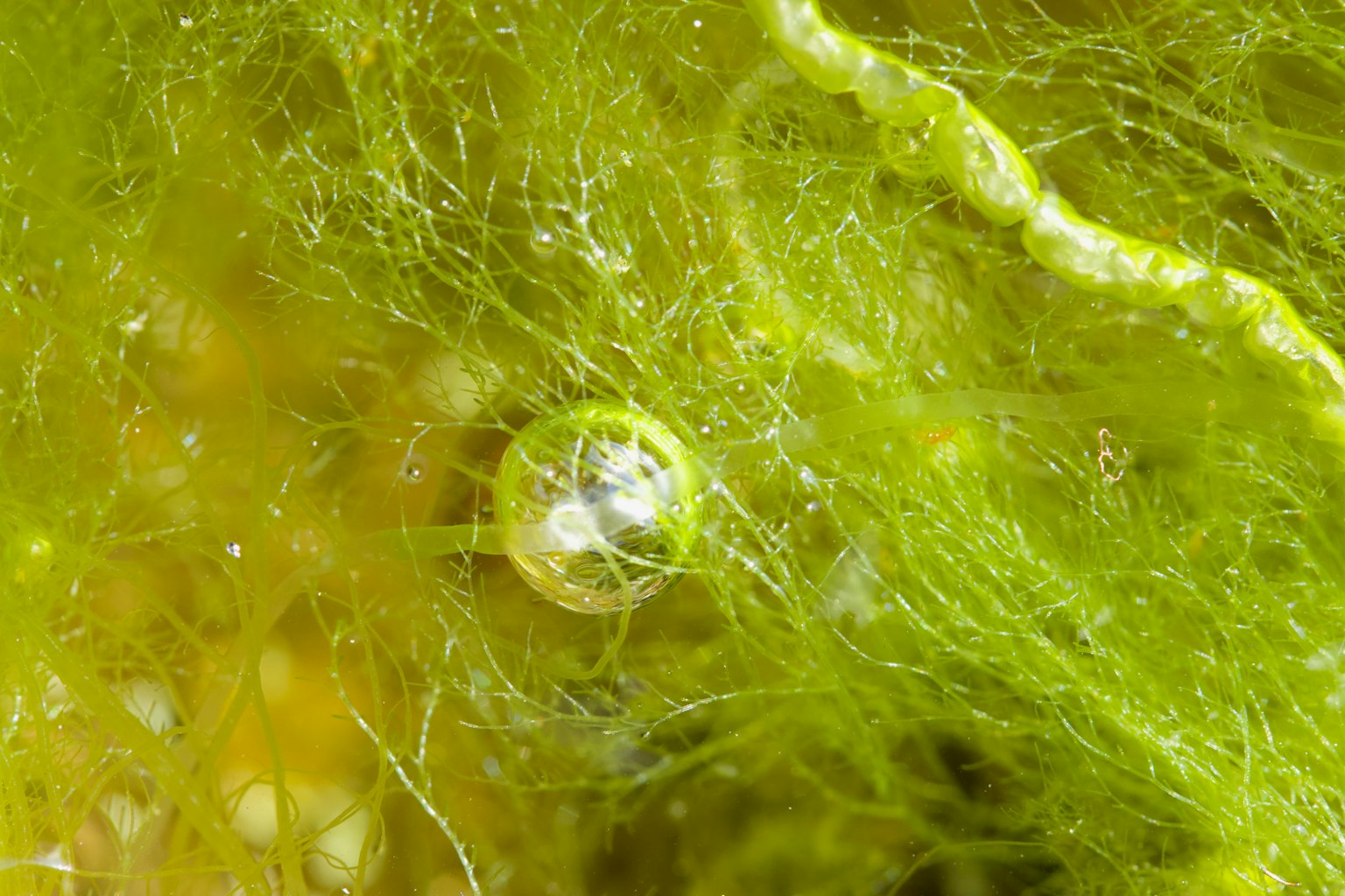 Close-up of green algae with bubbles