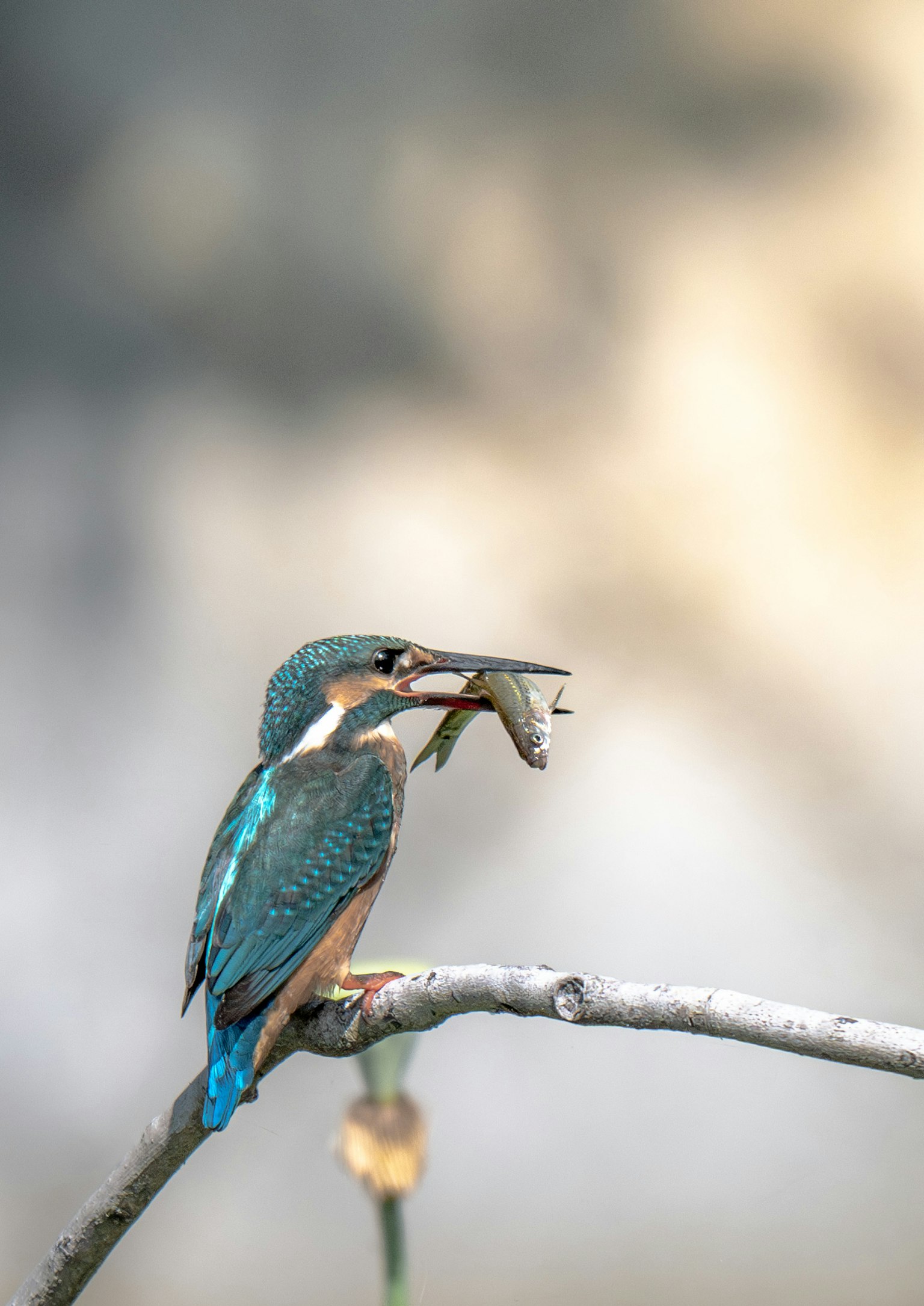 A kingfisher with blue feathers holding a fish perched on a branch