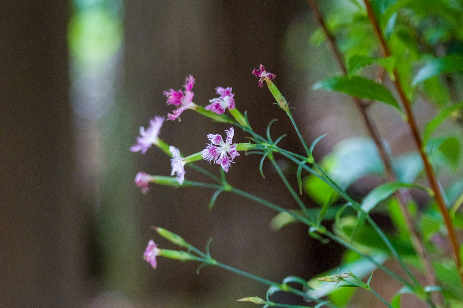 A plant with pale pink and white flowers growing among trees in the background