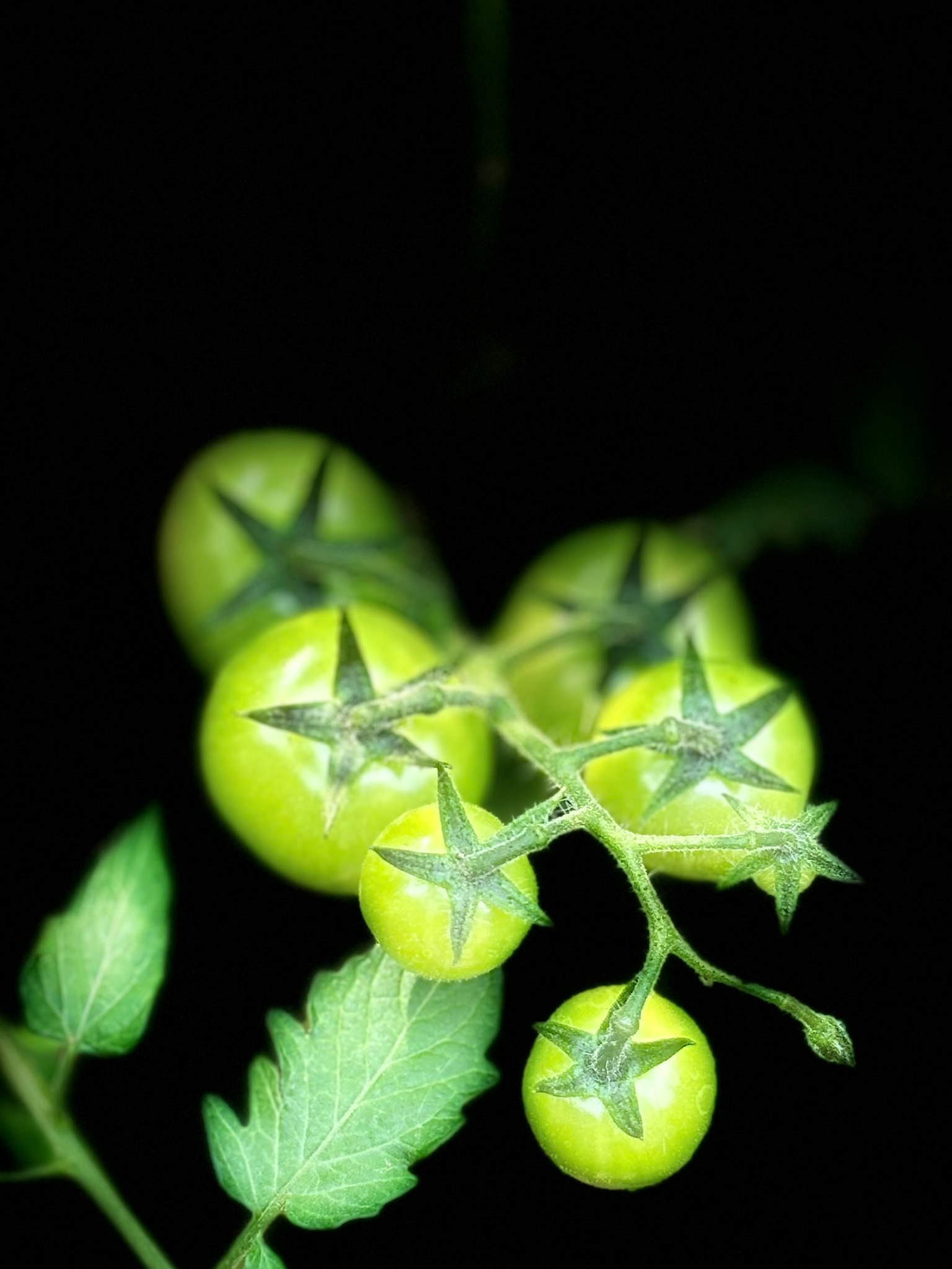 Immagine di pomodori verdi immaturi e foglie