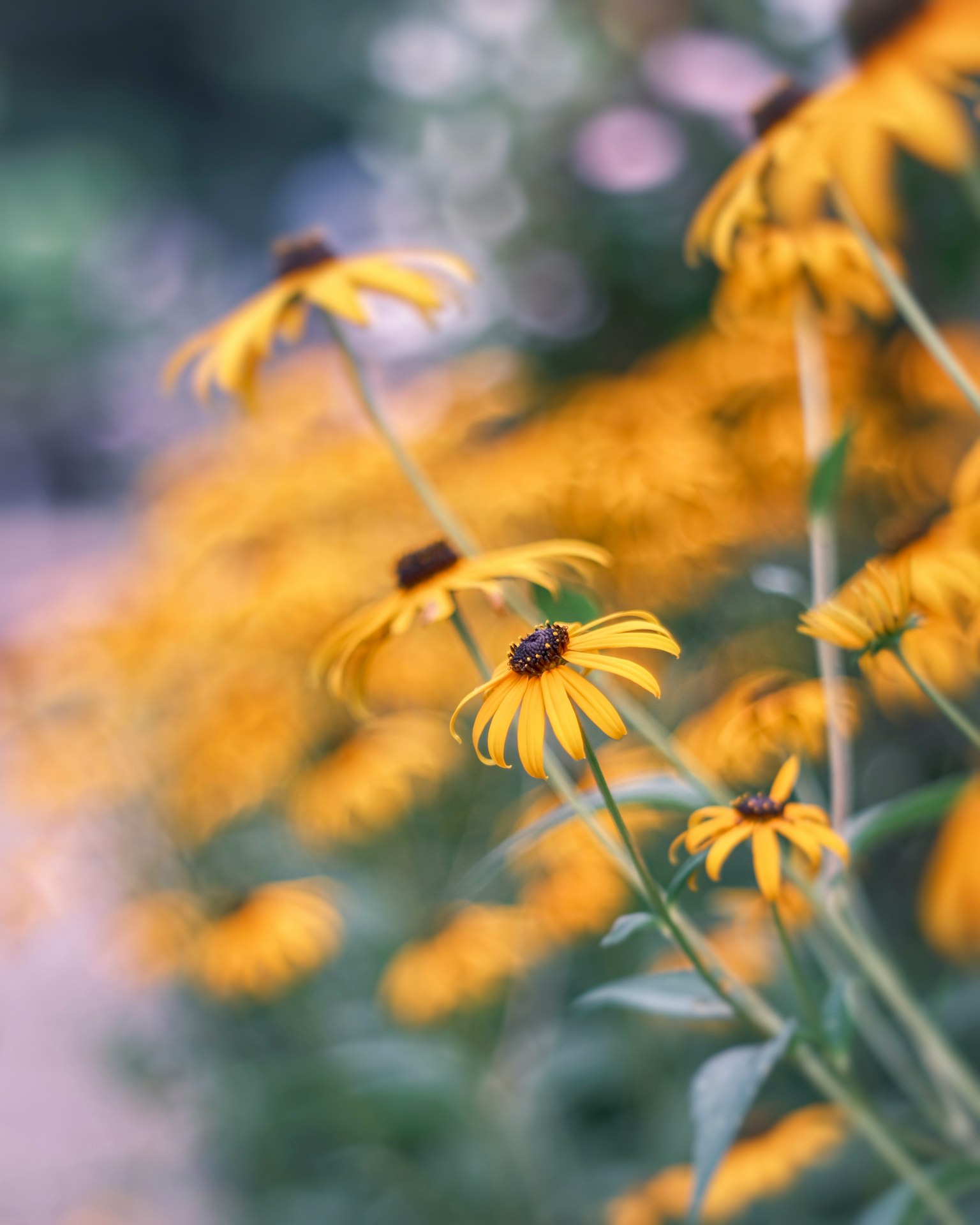 Vibrant yellow flowers in a garden with a blurred background of other blossoms