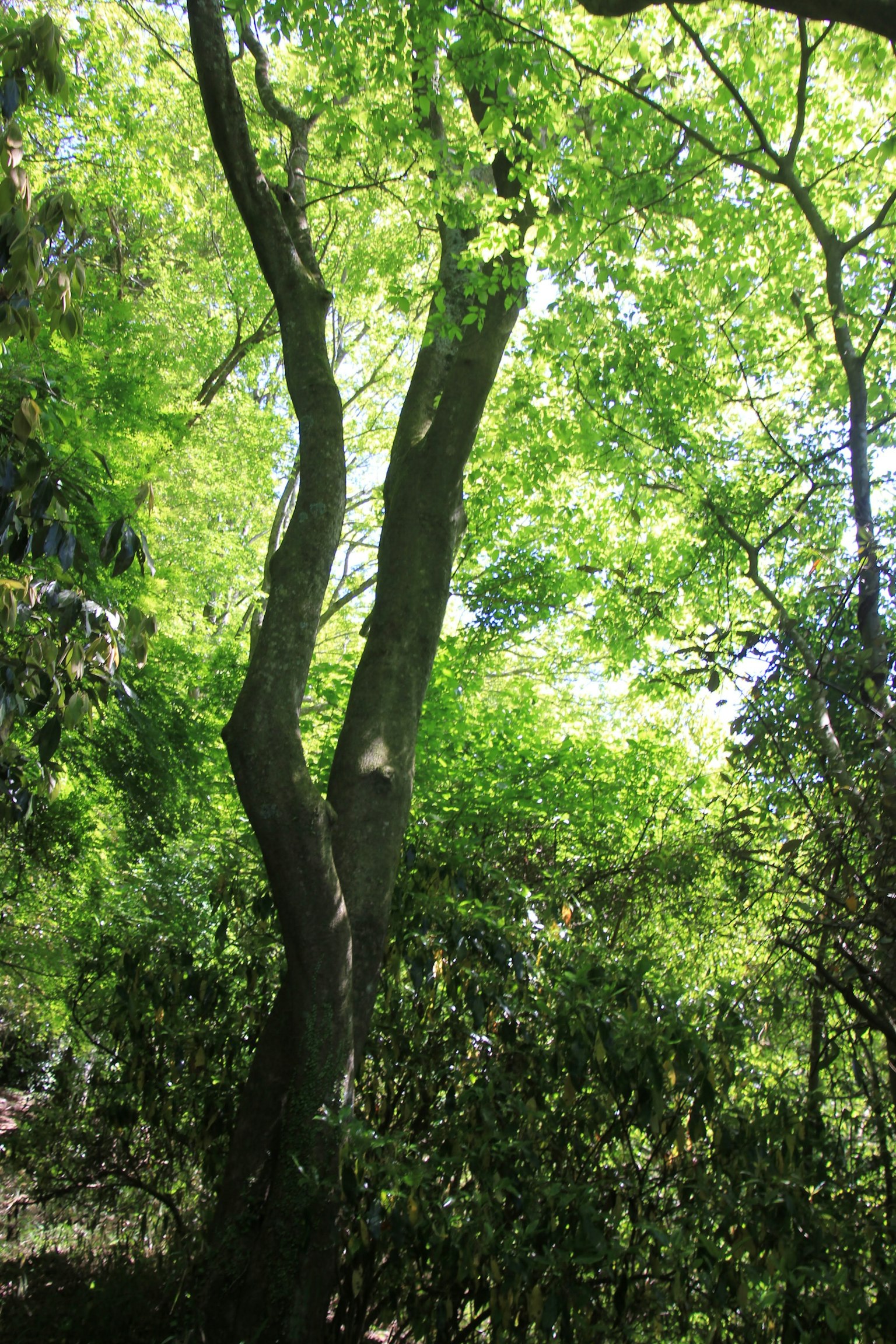 Luce brillante che filtra attraverso alberi e foglie verdi