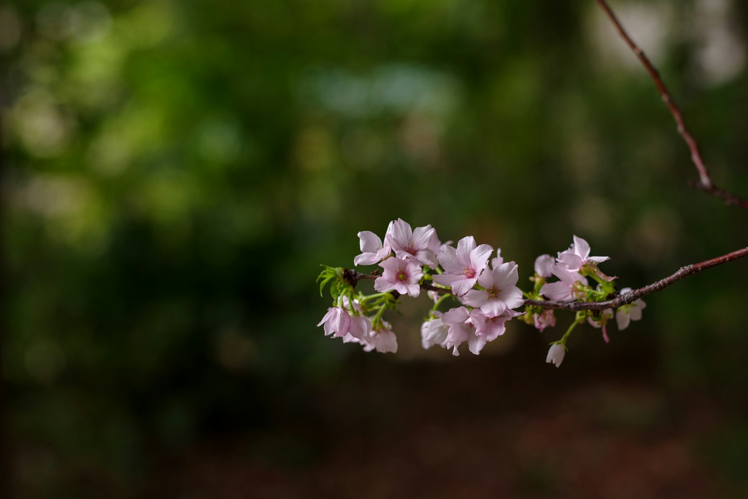 Une branche avec des fleurs roses pâles sur fond vert