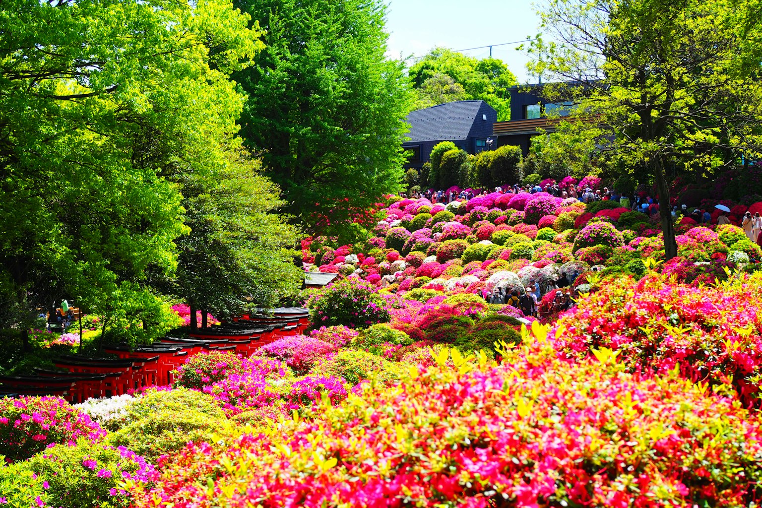 Vibrant garden landscape filled with colorful azaleas