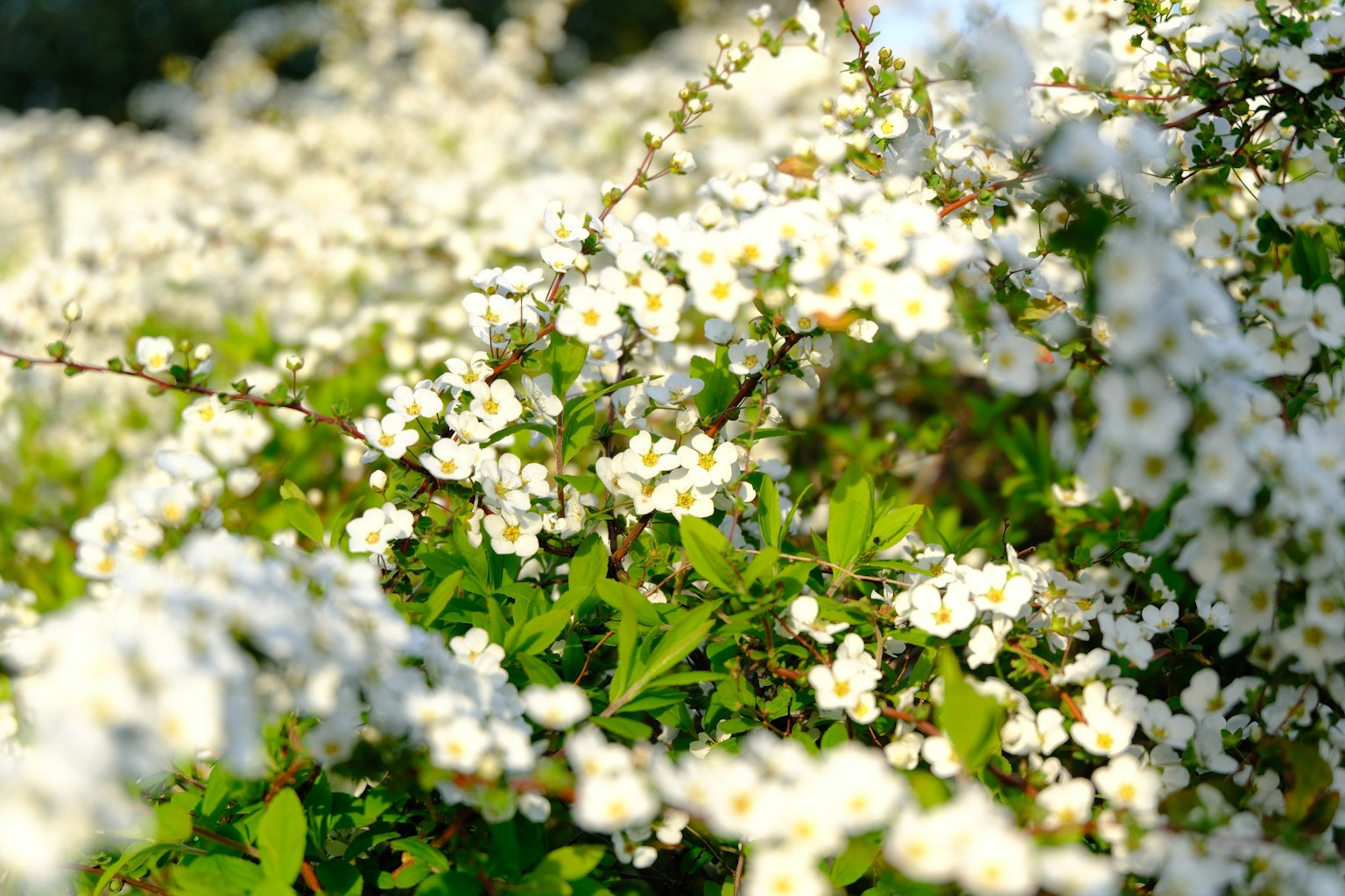 Eine üppige Szene mit weißen Blumen, die zwischen grünem Laub blühen