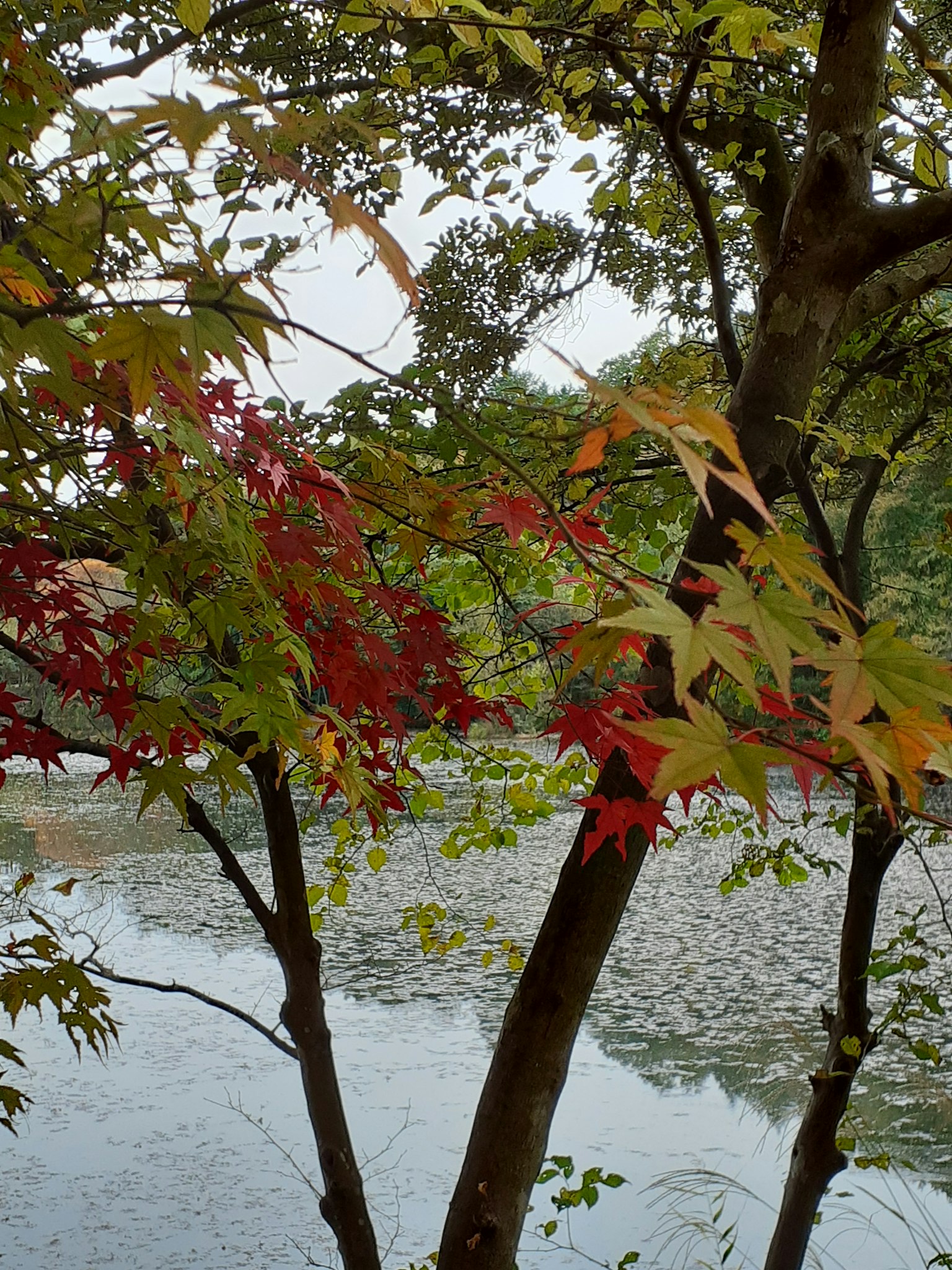 Vista escénica del follaje de otoño junto a un lago