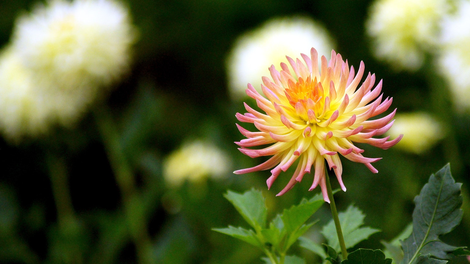 Una flor de dalia vibrante en tonos rosa y amarillo floreciendo con flores blancas al fondo