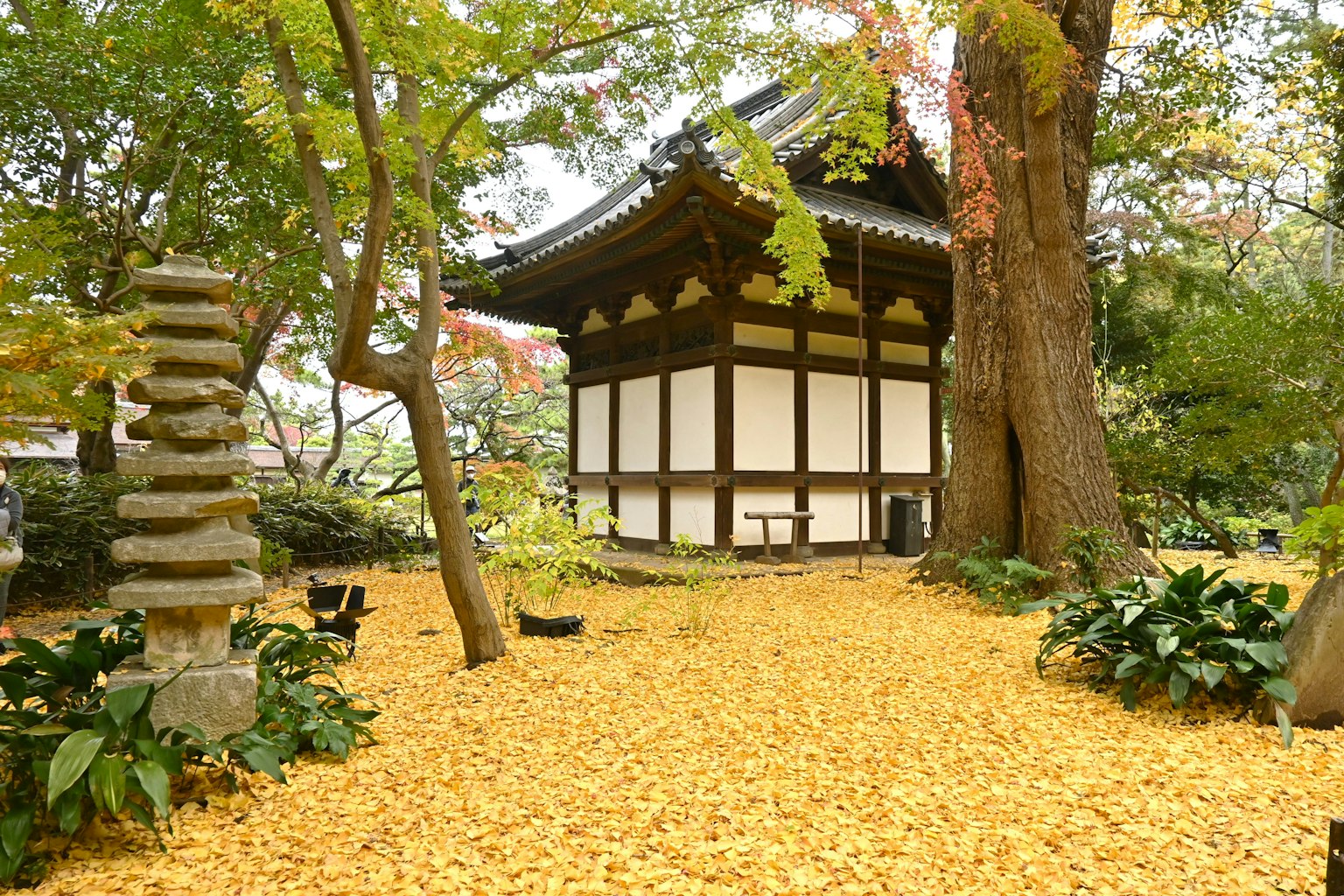 Bâtiment japonais traditionnel entouré d'un joli jardin avec un sol recouvert de feuilles jaunes