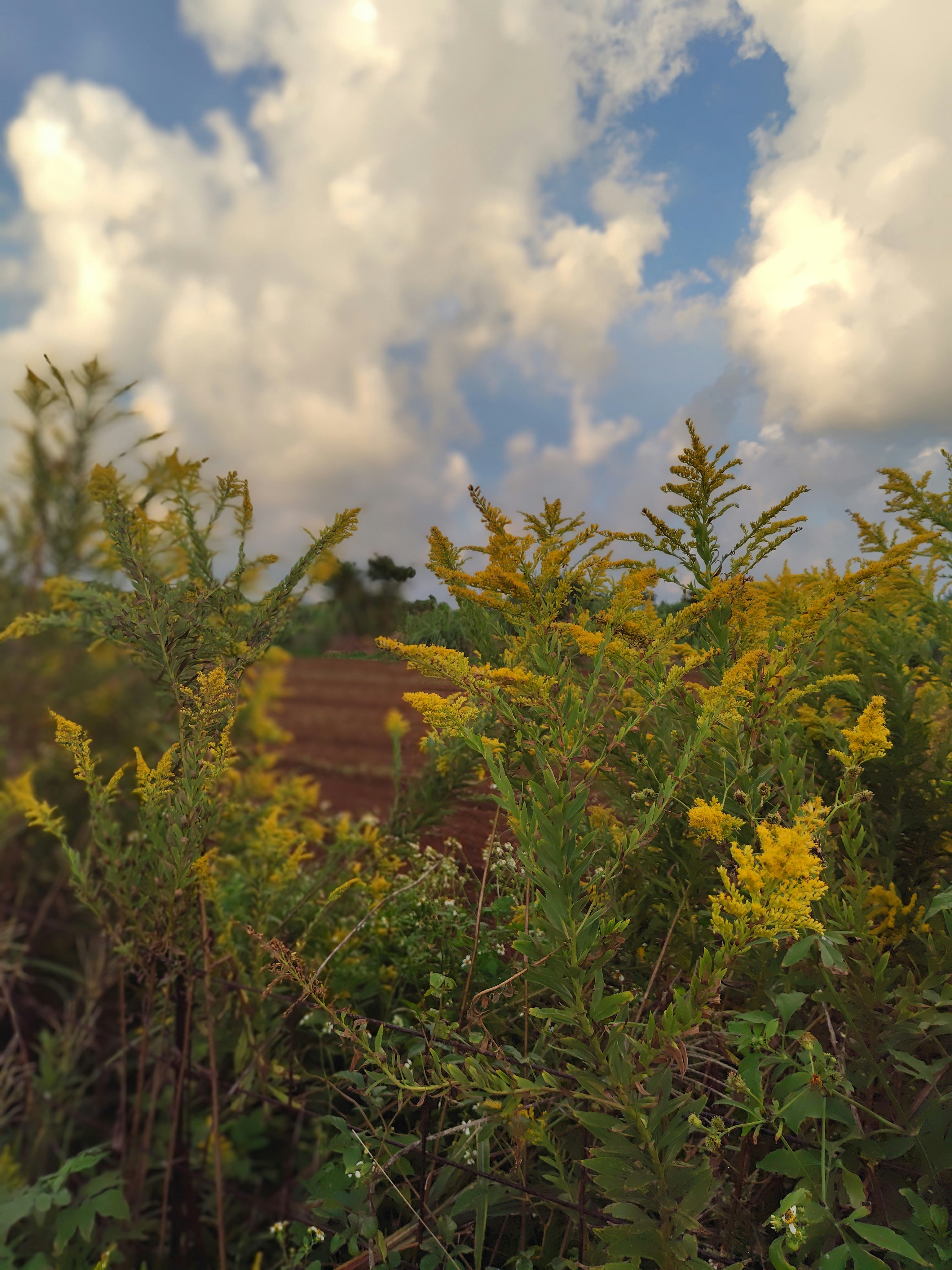 tanaman ragweed (ambrosia) di ladang dengan langit senja