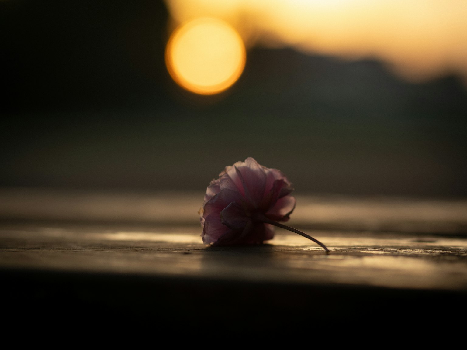 Un delicado pétalo de flor rosa descansando sobre una superficie con un fondo de atardecer
