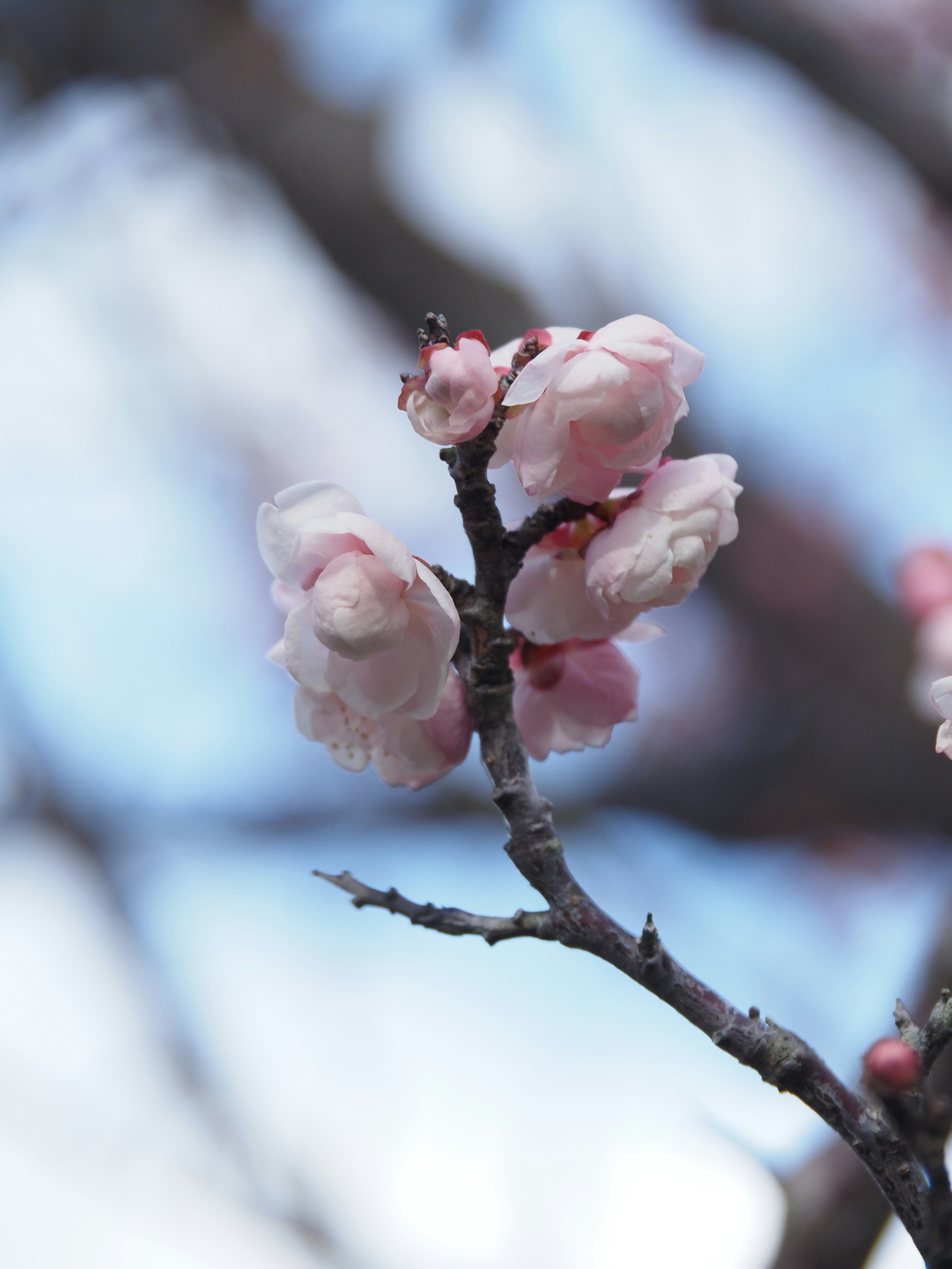 Nahaufnahme von Pflaumenblüten an einem Zweig