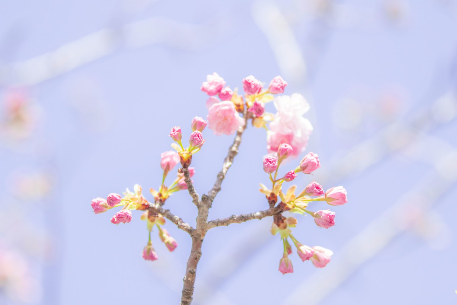 Cherry blossom buds and blooms against a light purple sky