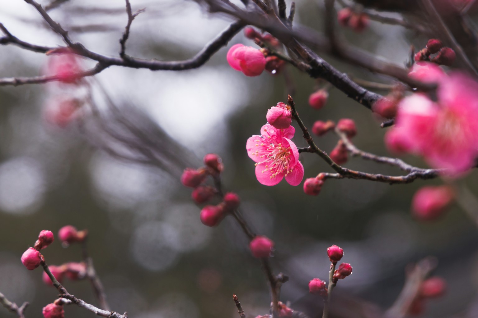 Close-up cabang bunga sakura dengan bunga pink dan tunas