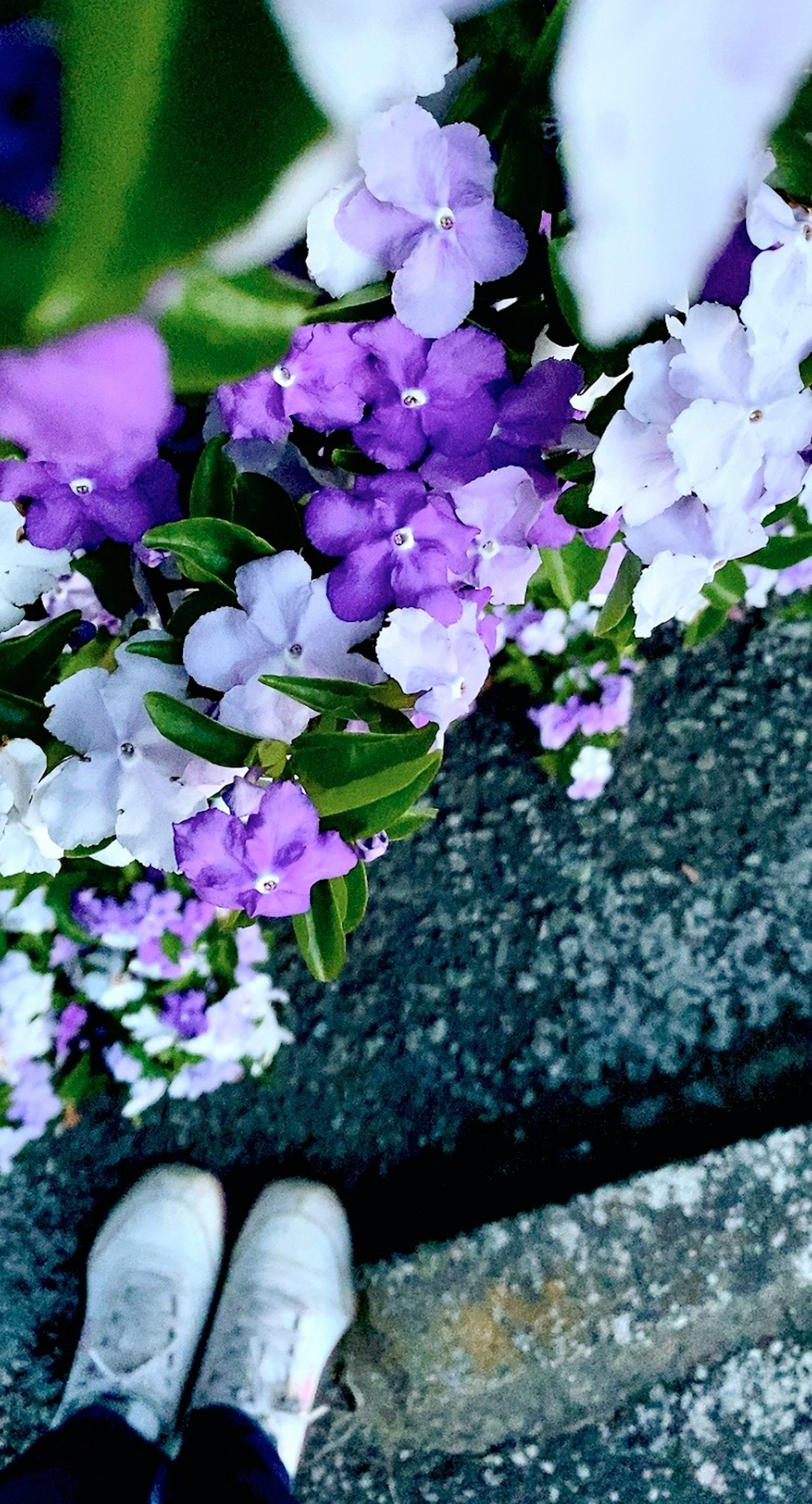 Vista di fiori viola e bianchi ai piedi