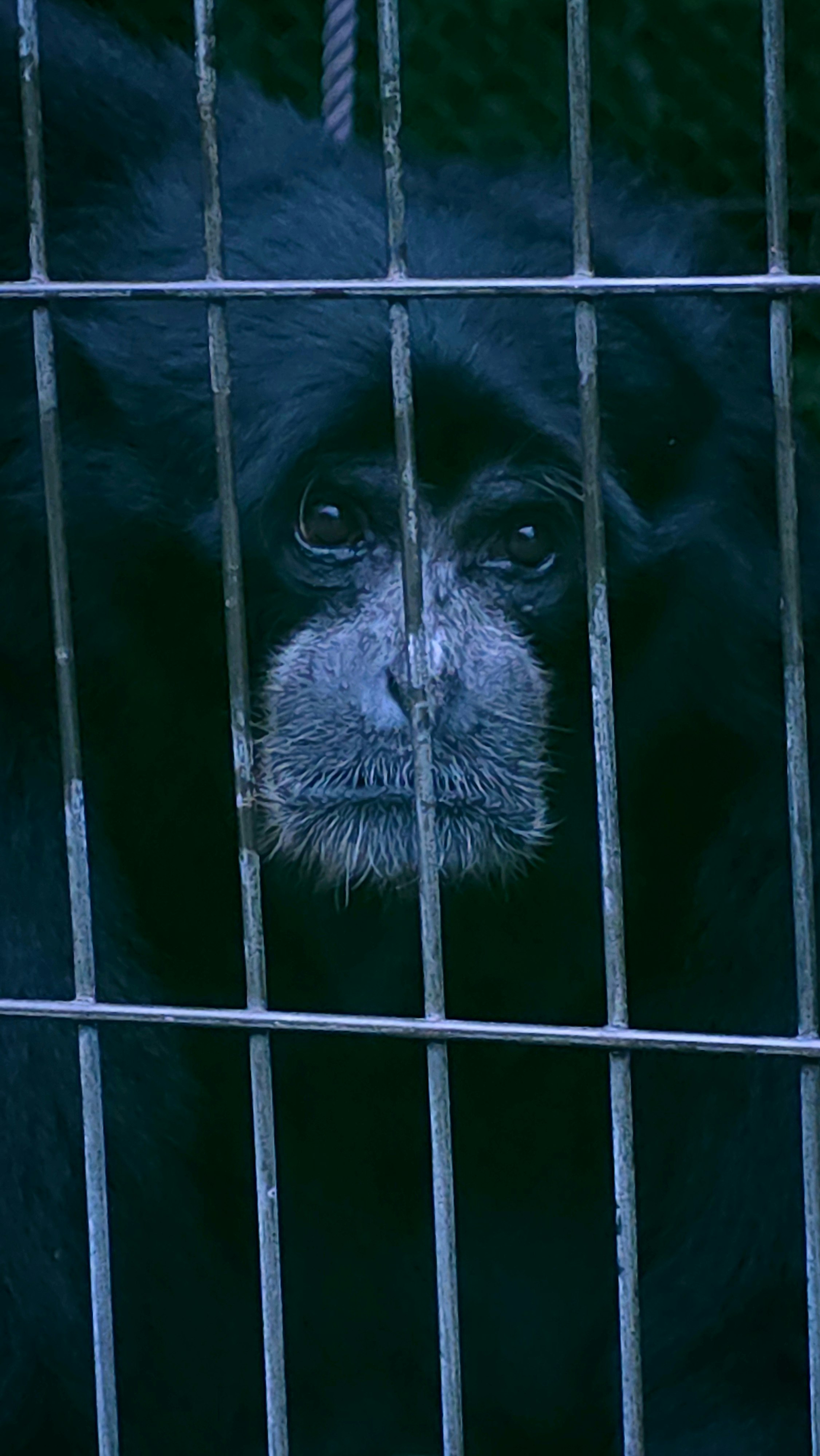 primo piano del volto di un orangutan dietro le sbarre