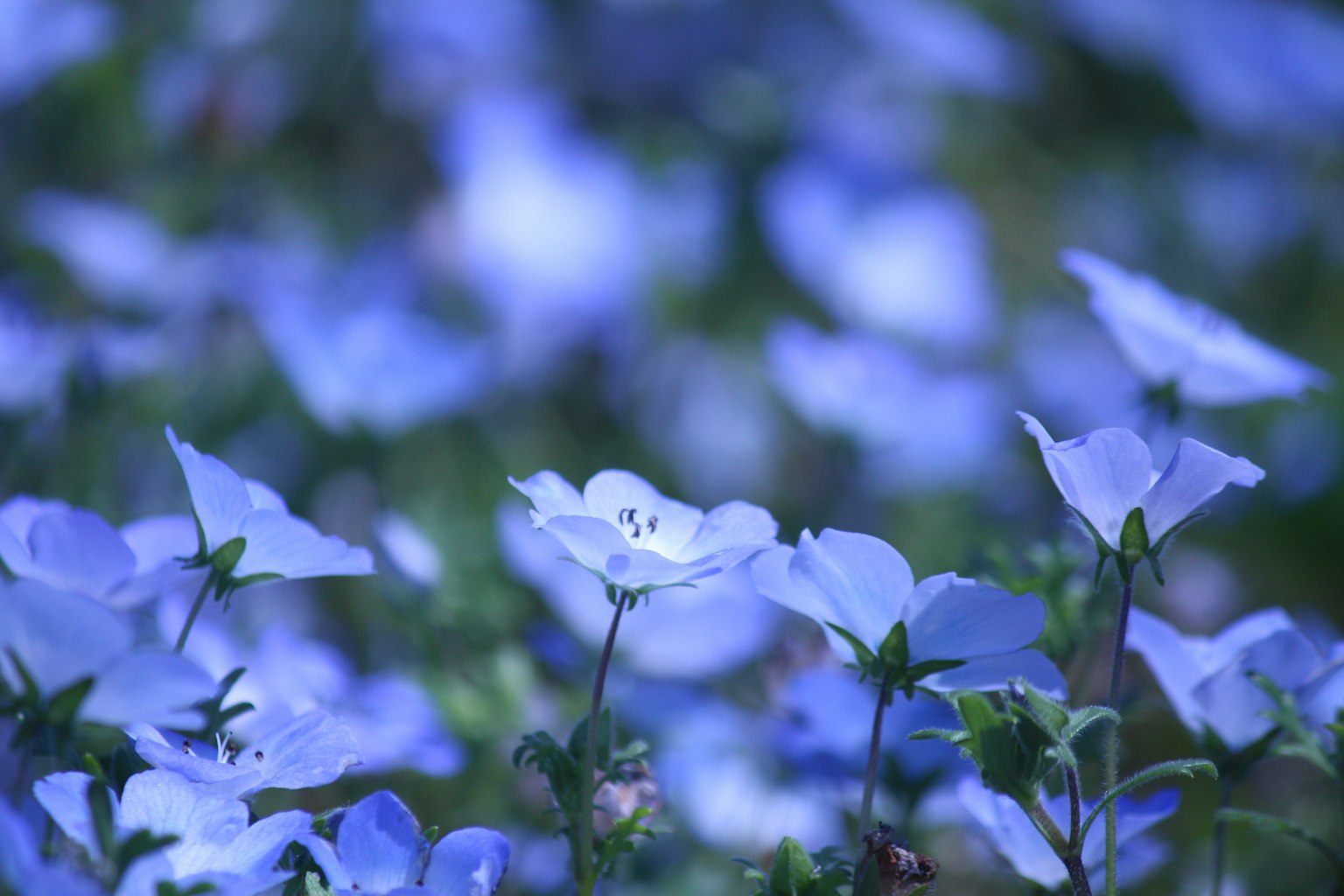 Campo de delicadas flores azules rodeado de un suave fondo azul