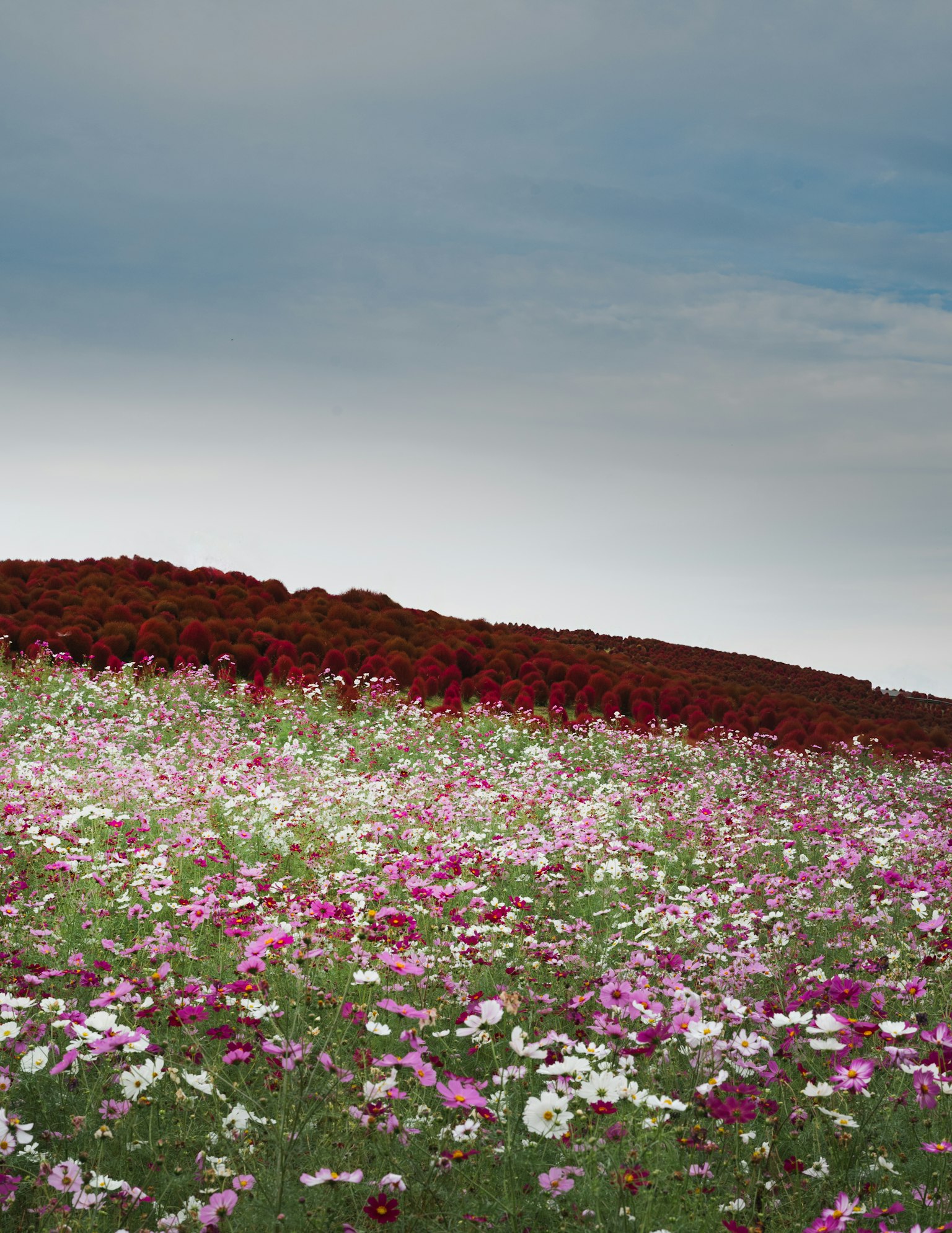 廣闊的五彩花田和寧靜的天空