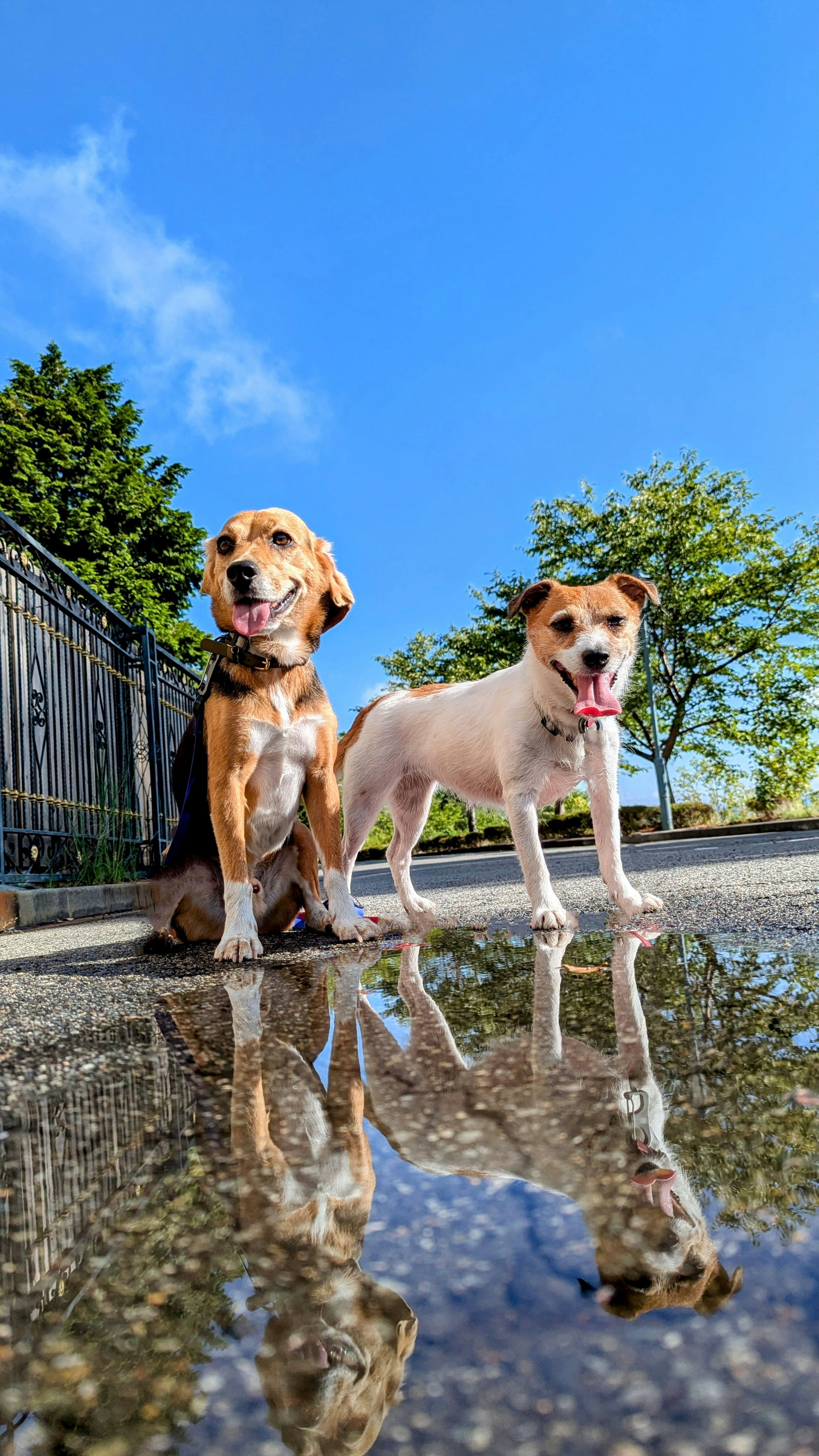 雨上がりの水たまりに映るビーグルとジャックラッセルテリアの犬たちの散歩道