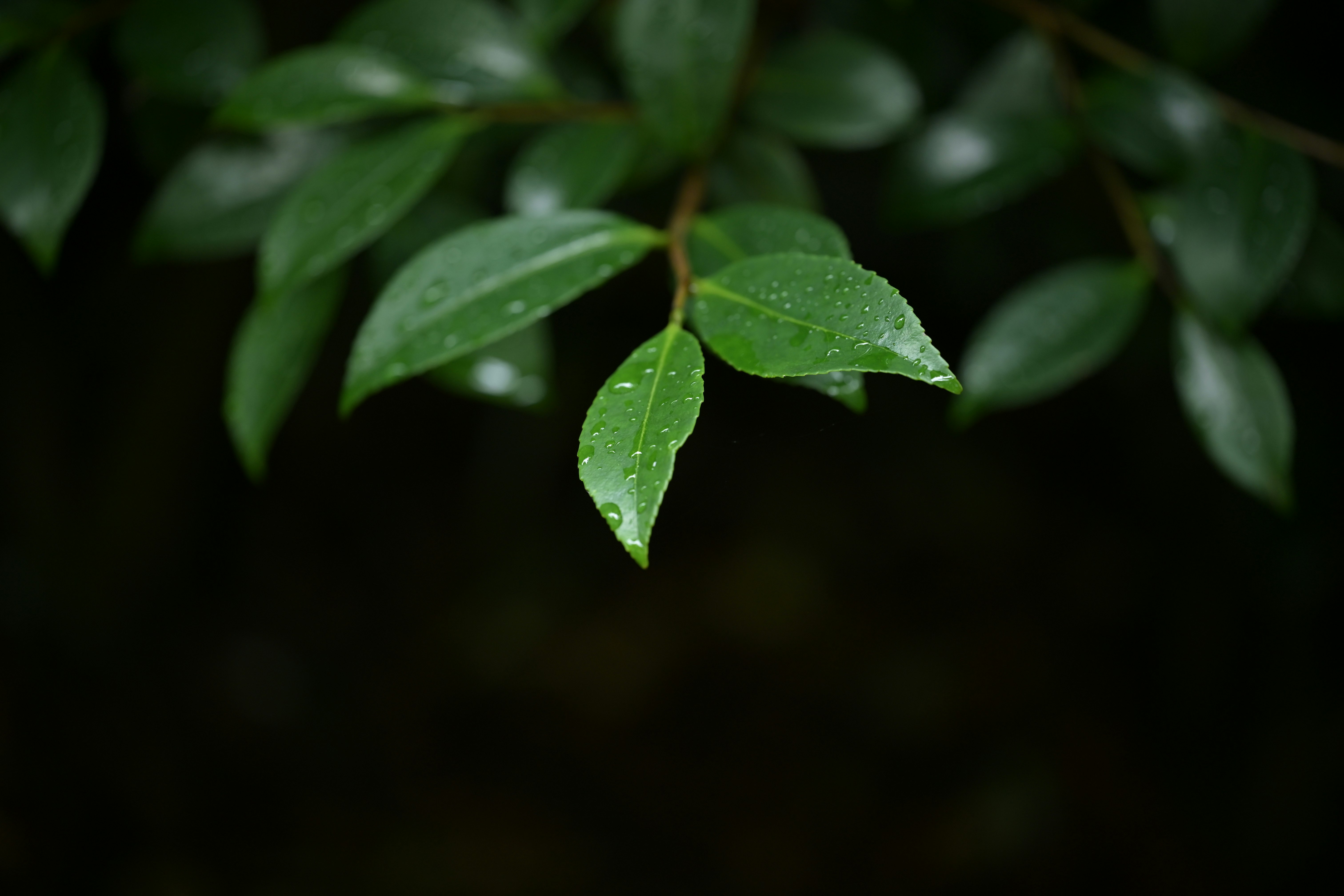 雨上がりの葉に残る水滴のクローズアップ