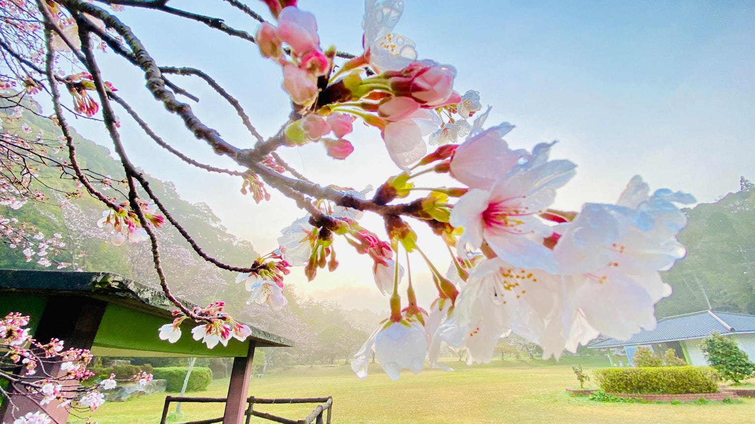 Cherry blossoms in bloom with a clear blue sky background