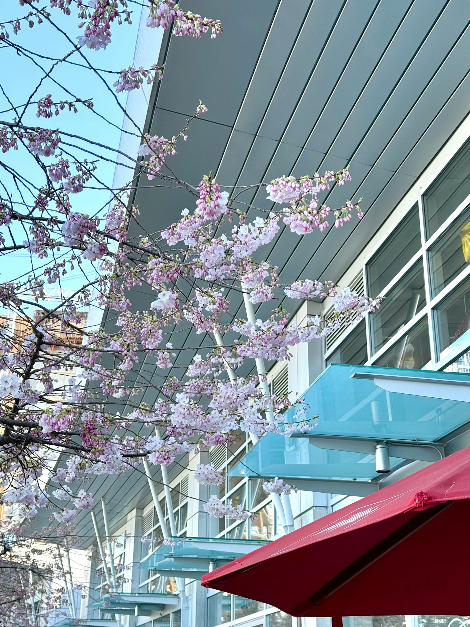 Kirschbaumzweige in Blüte neben einem modernen Gebäude mit einem roten Sonnenschirm