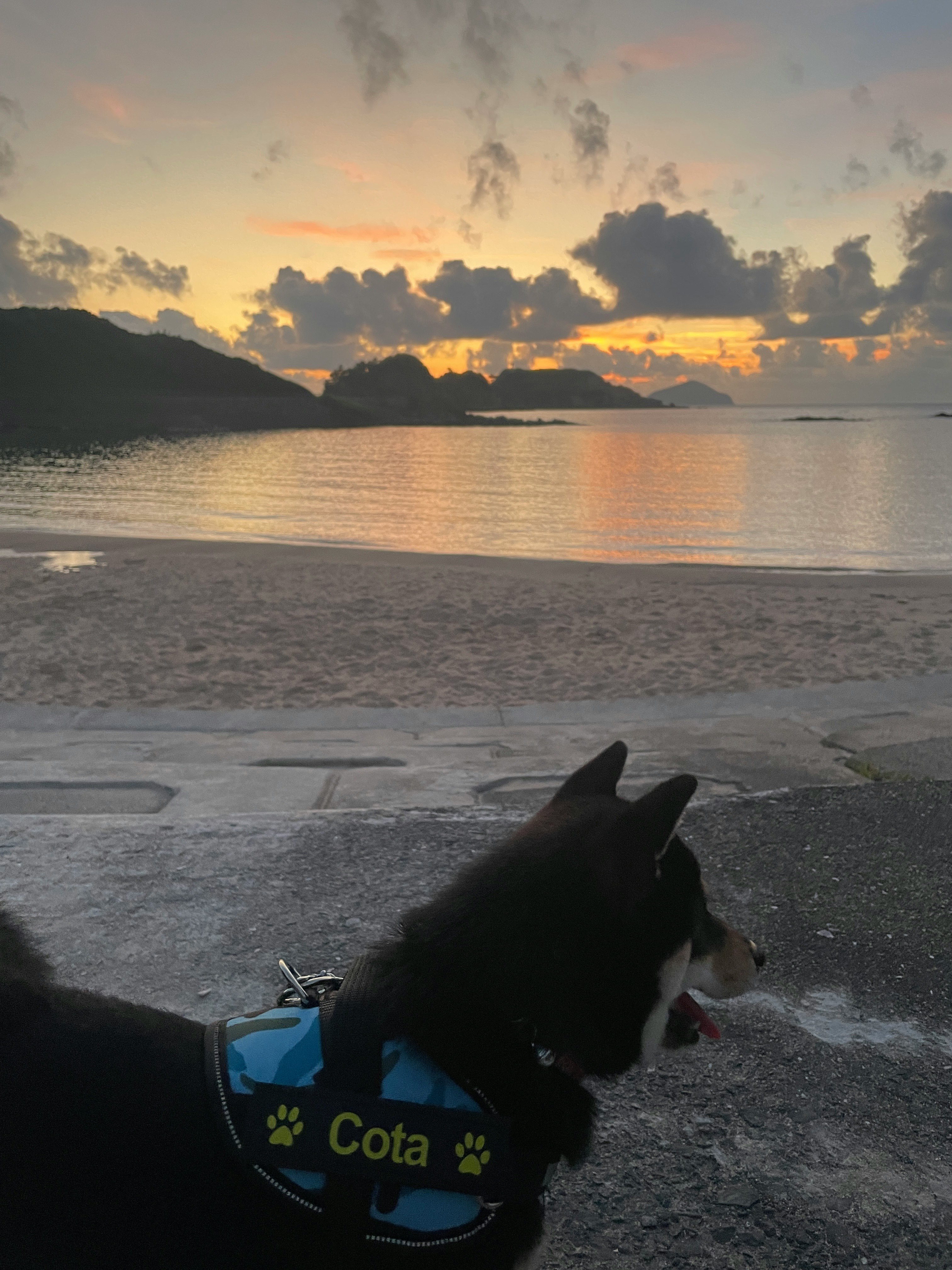 夕暮れの海岸で愛犬と散歩する風景