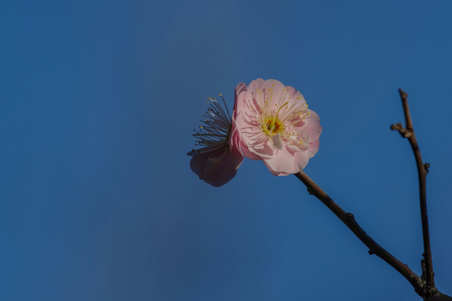 Flor rosa en una rama delgada contra un cielo azul