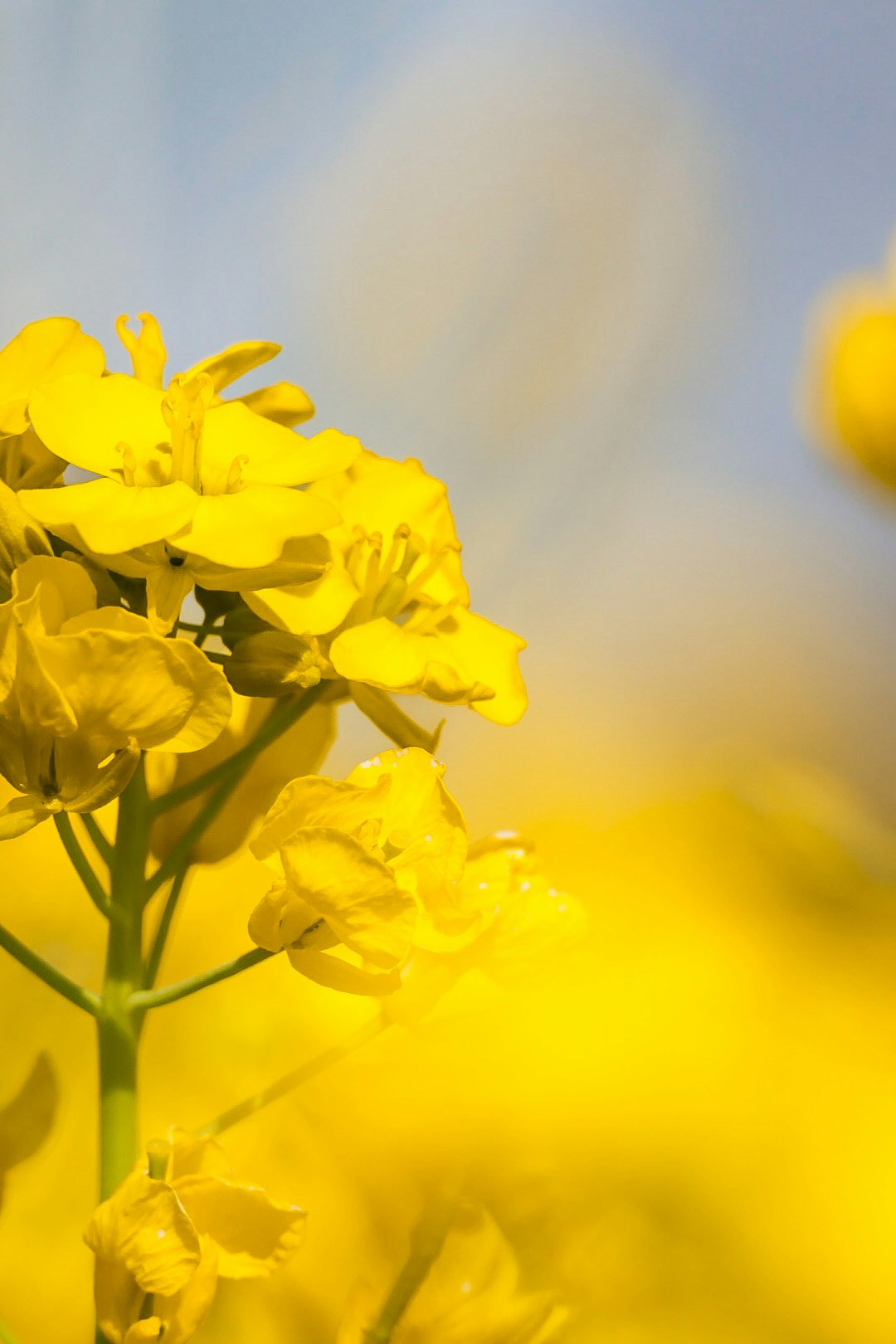 黄色い菜の花のクローズアップ