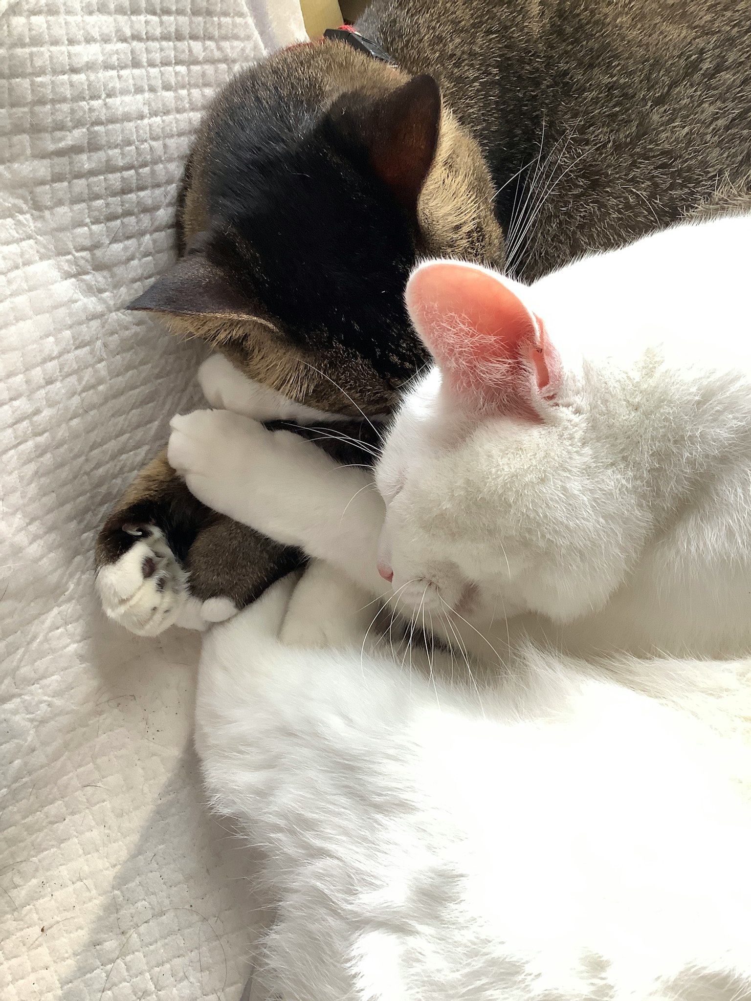 Kucing putih dan kucing hitam berpelukan bersama