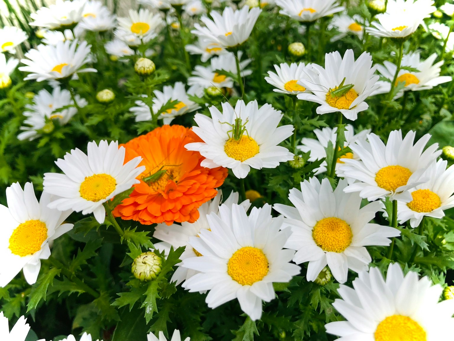 Un'ambientazione di giardino con margherite bianche e un fiore arancione vivace