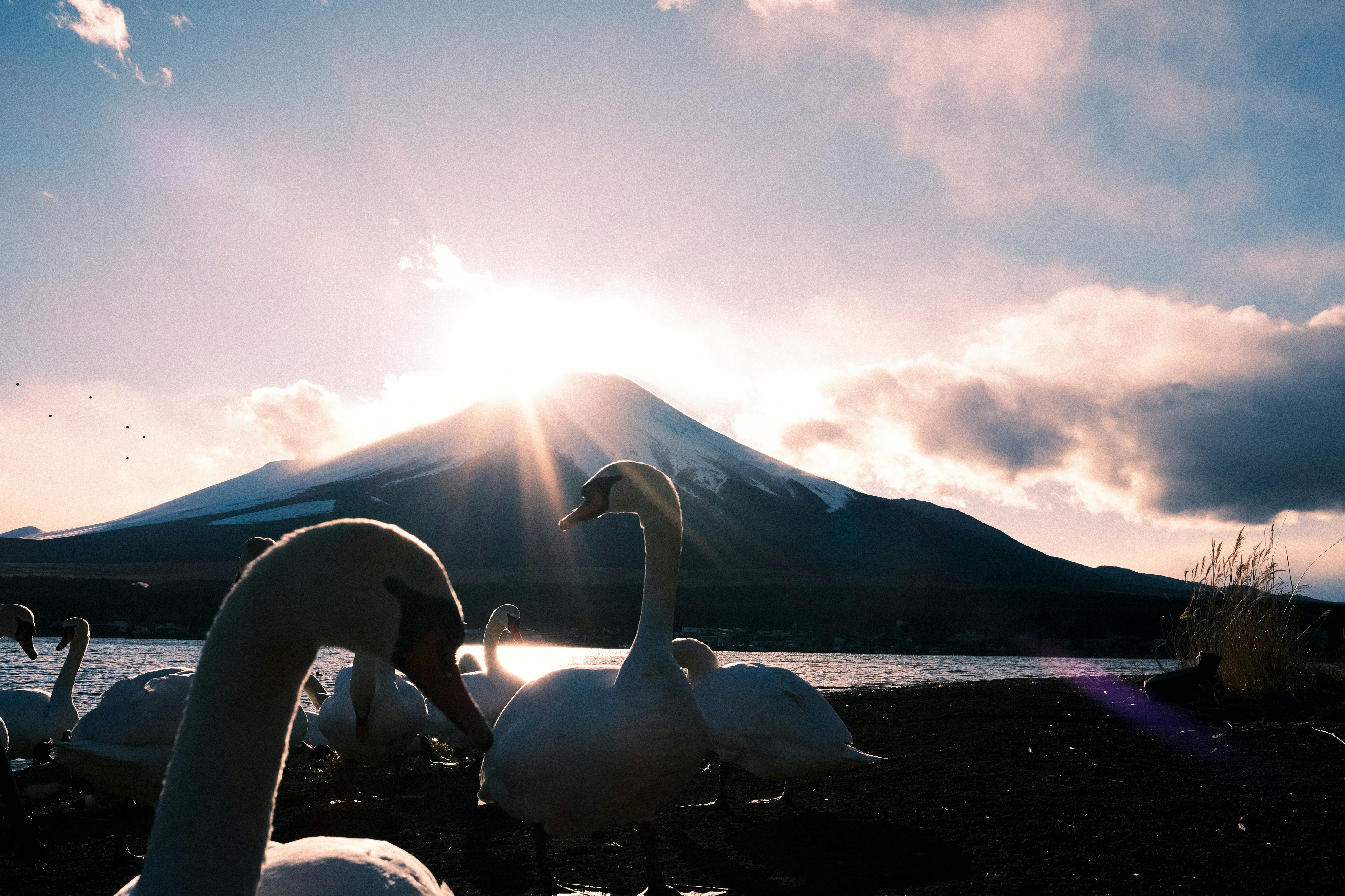 一群天鵝，背景是富士山