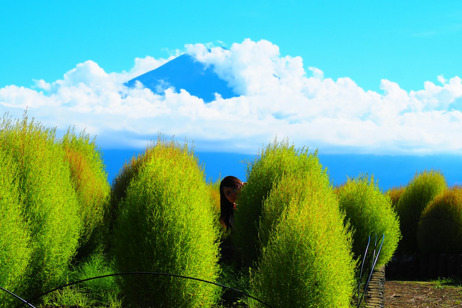 在晴朗的藍天下，生機勃勃的綠色灌木叢與富士山的風景