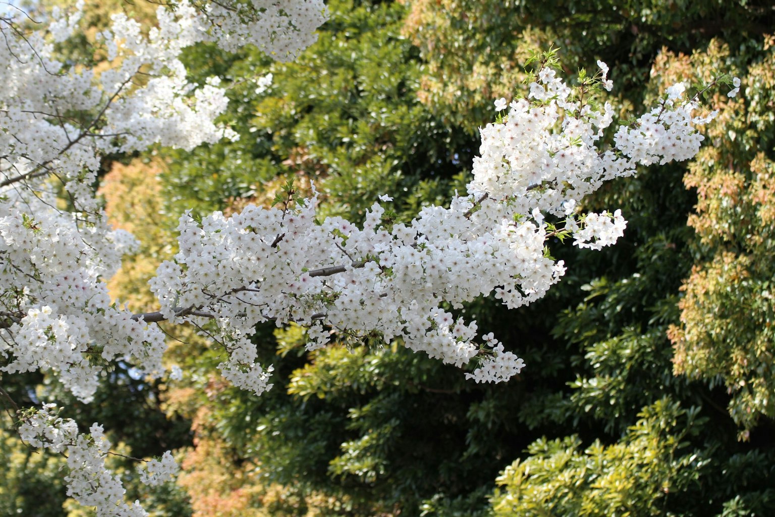 Äste mit weißen Kirschblüten vor grünem Laub