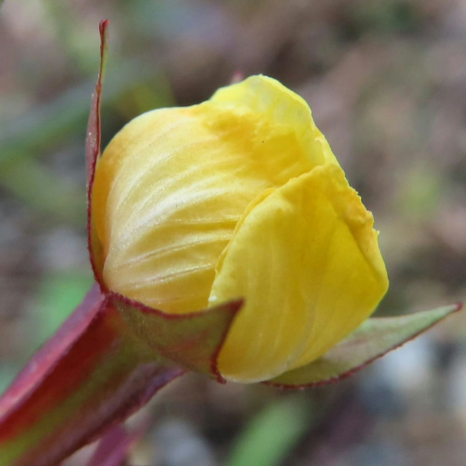 Close-up of a yellow flower bud with delicate petals and green background