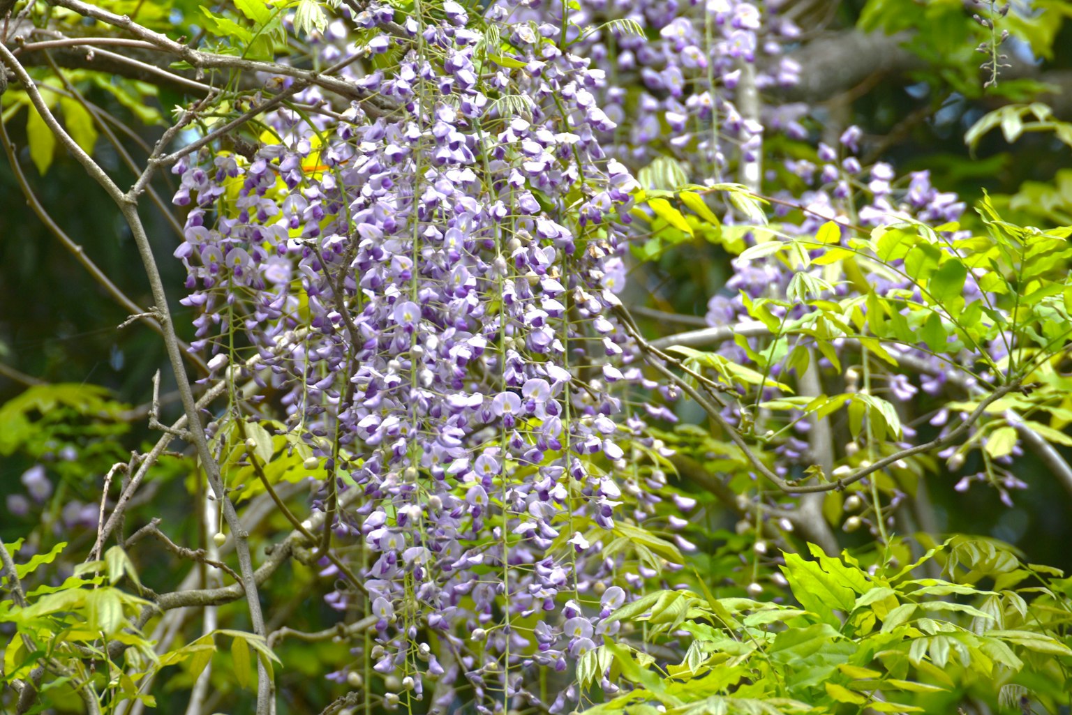 Scène magnifique de fleurs de glycine violettes en cascade