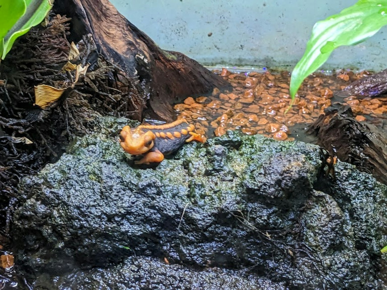 Rana arancione su una roccia circondata da foglie verdi