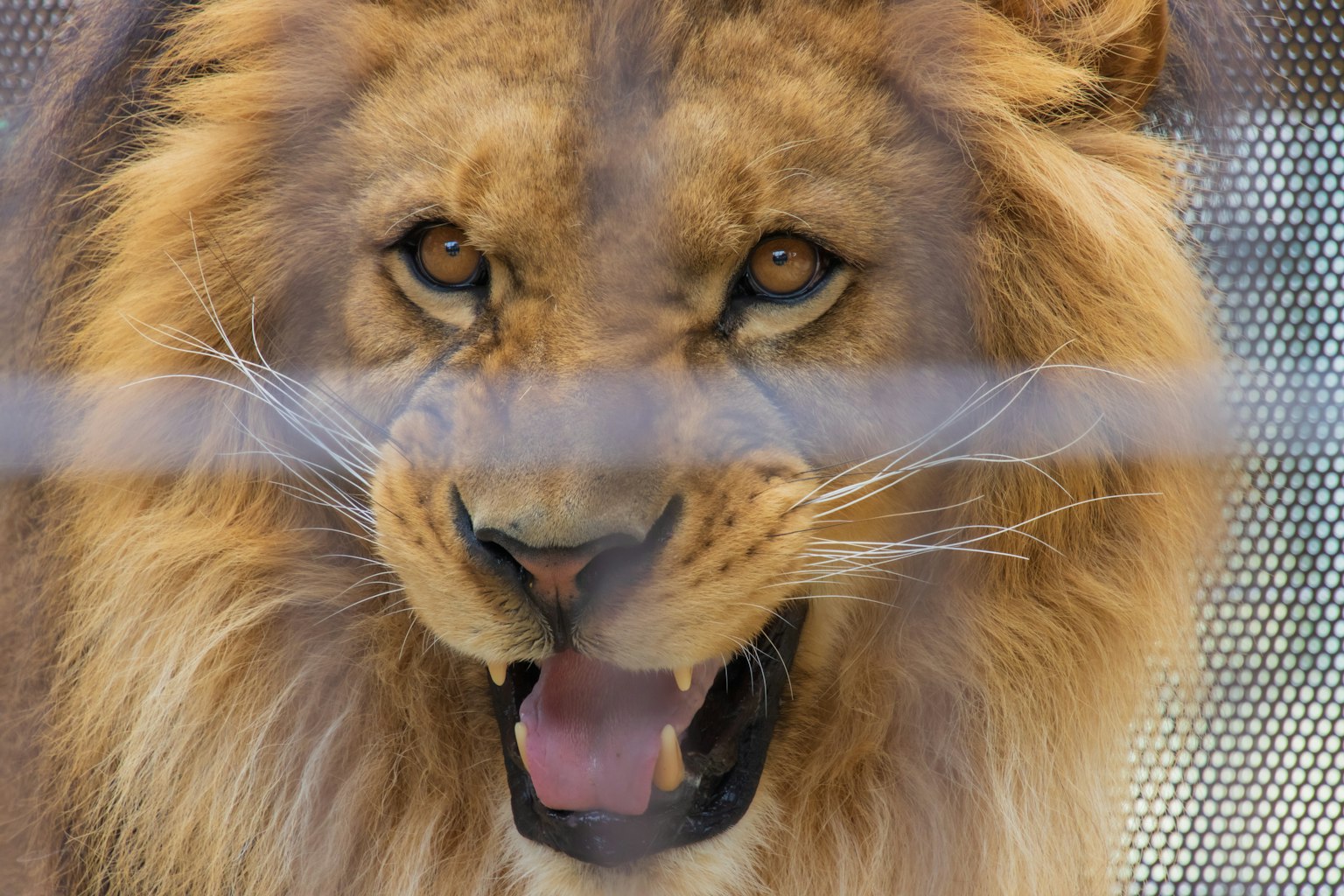A lion with a golden mane staring through a mesh