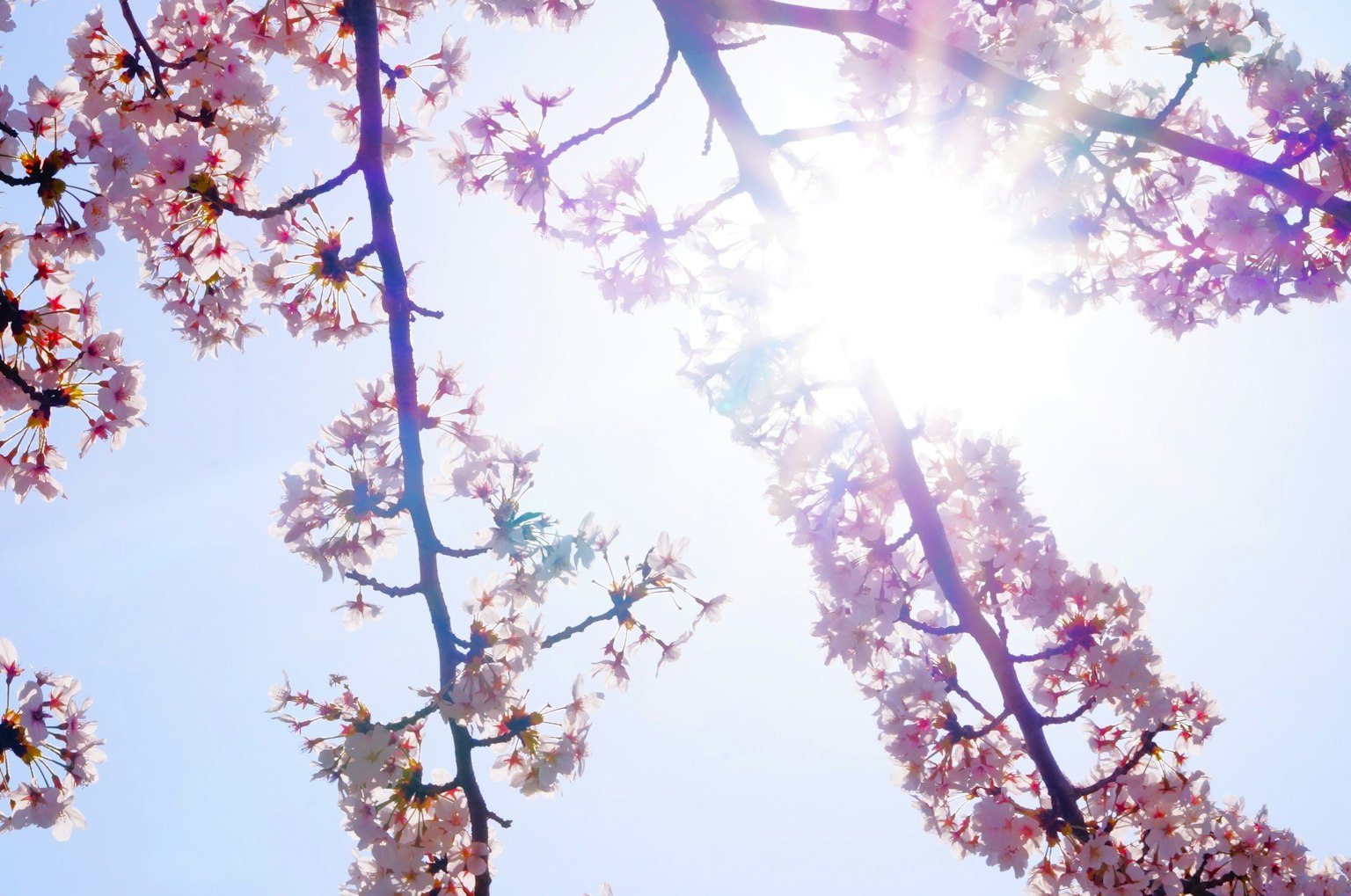 Fleurs de cerisier sous un ciel bleu avec la lumière du soleil