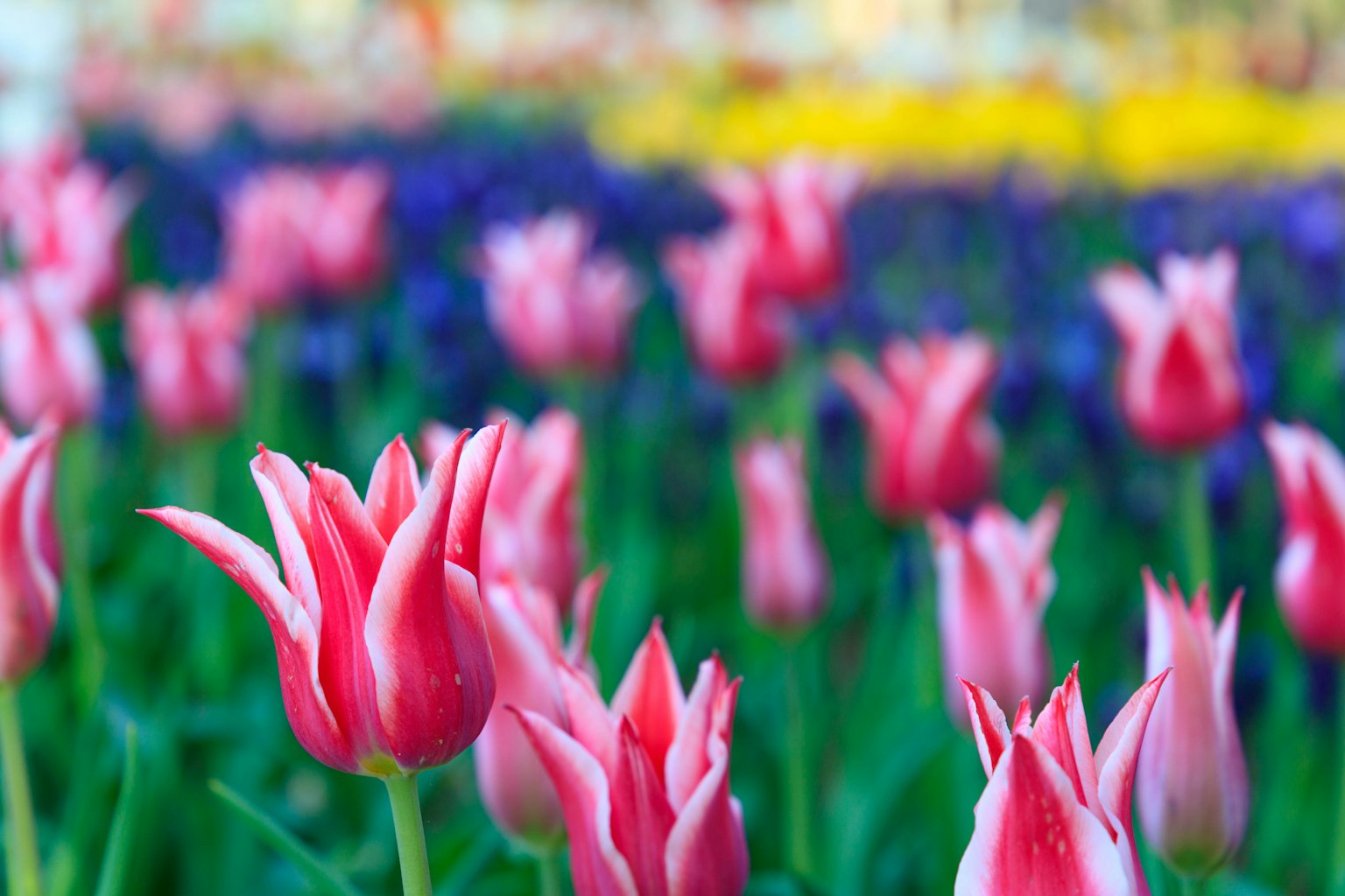 Lebendige rosa Tulpen blühen in einem bunten Blumenfeld
