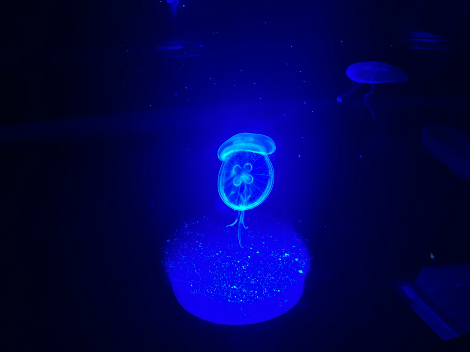 A jellyfish-shaped object illuminated by blue light