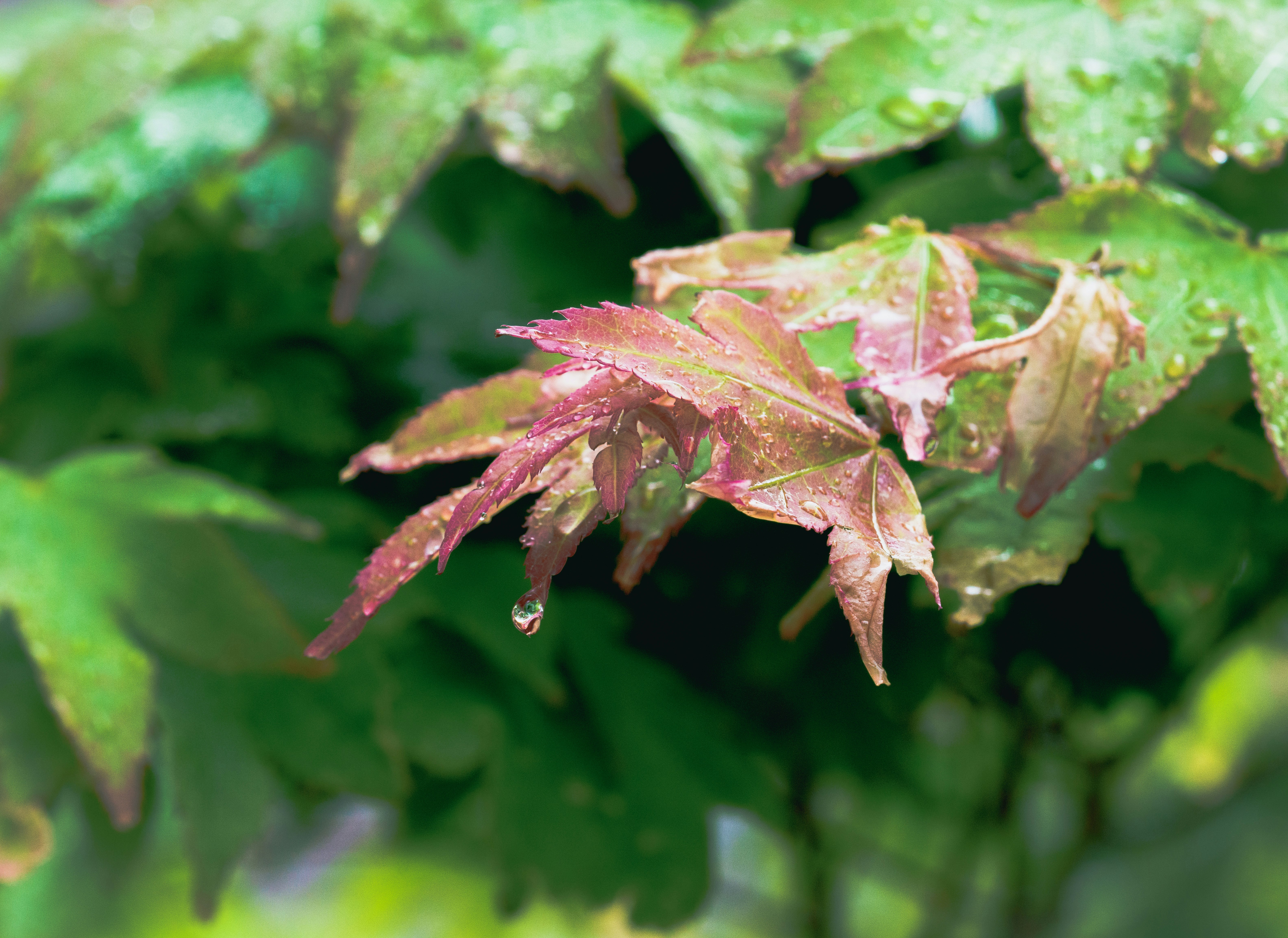 葉に付いた水滴と赤茶色のもみじのような新芽