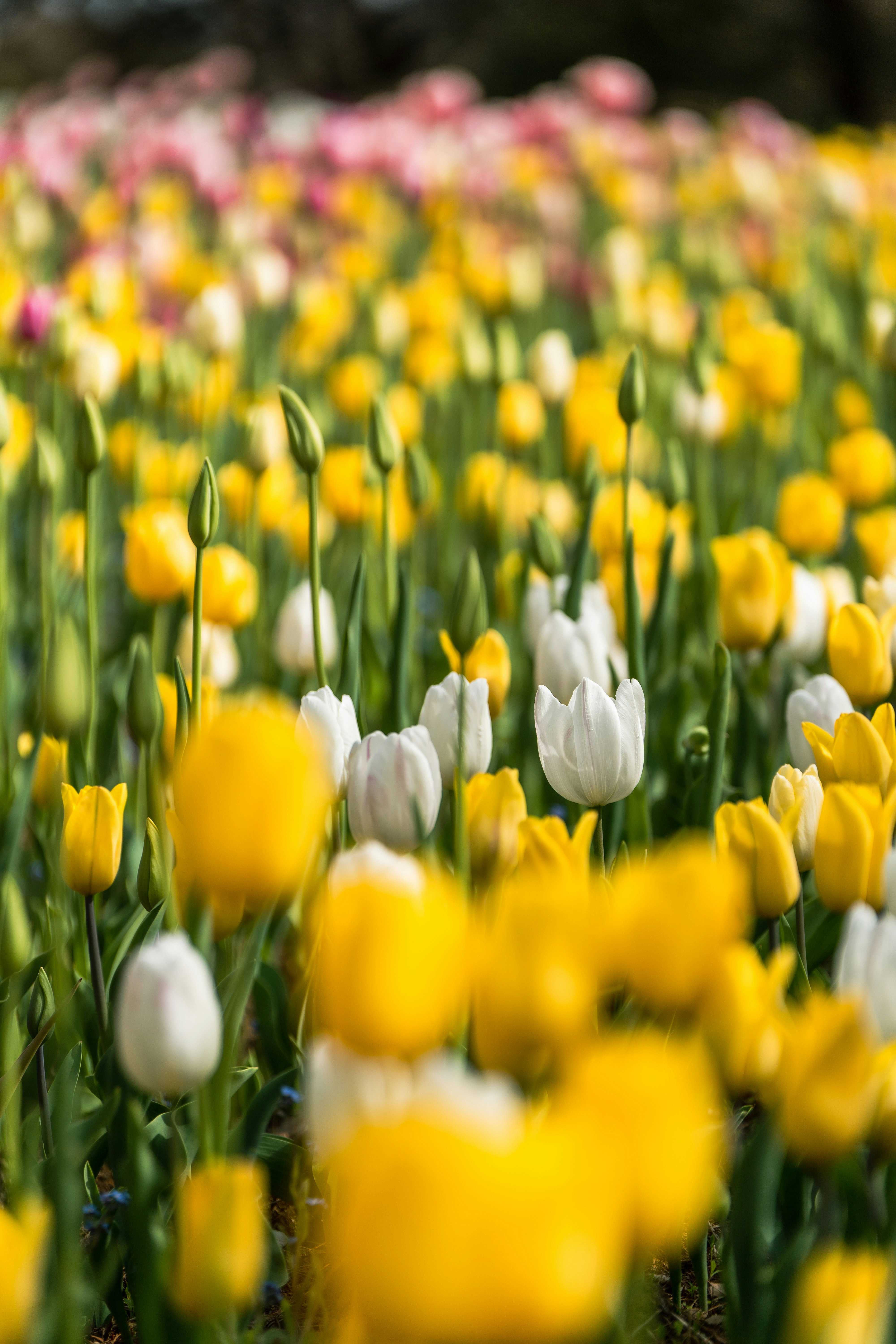 チューリップ畑の花々のボケ背景