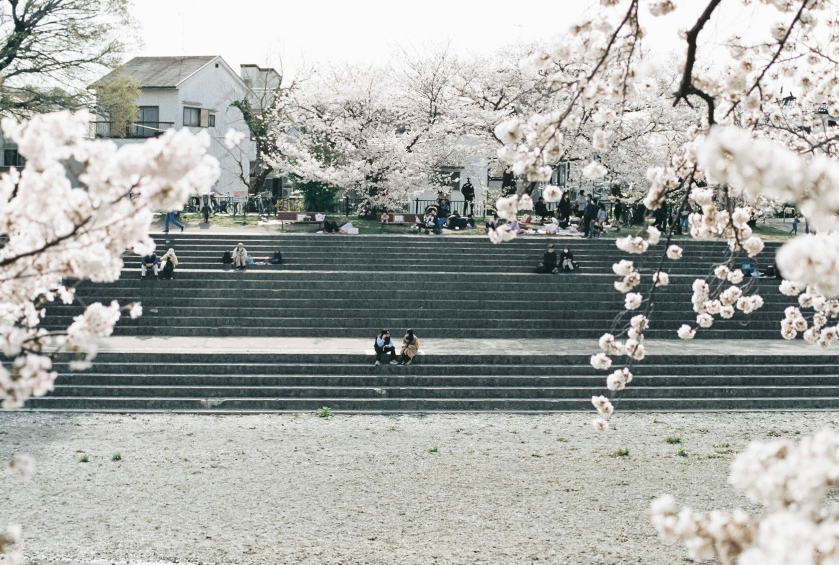 桜の花びらの前で石段を歩く人々のある公園の風景
