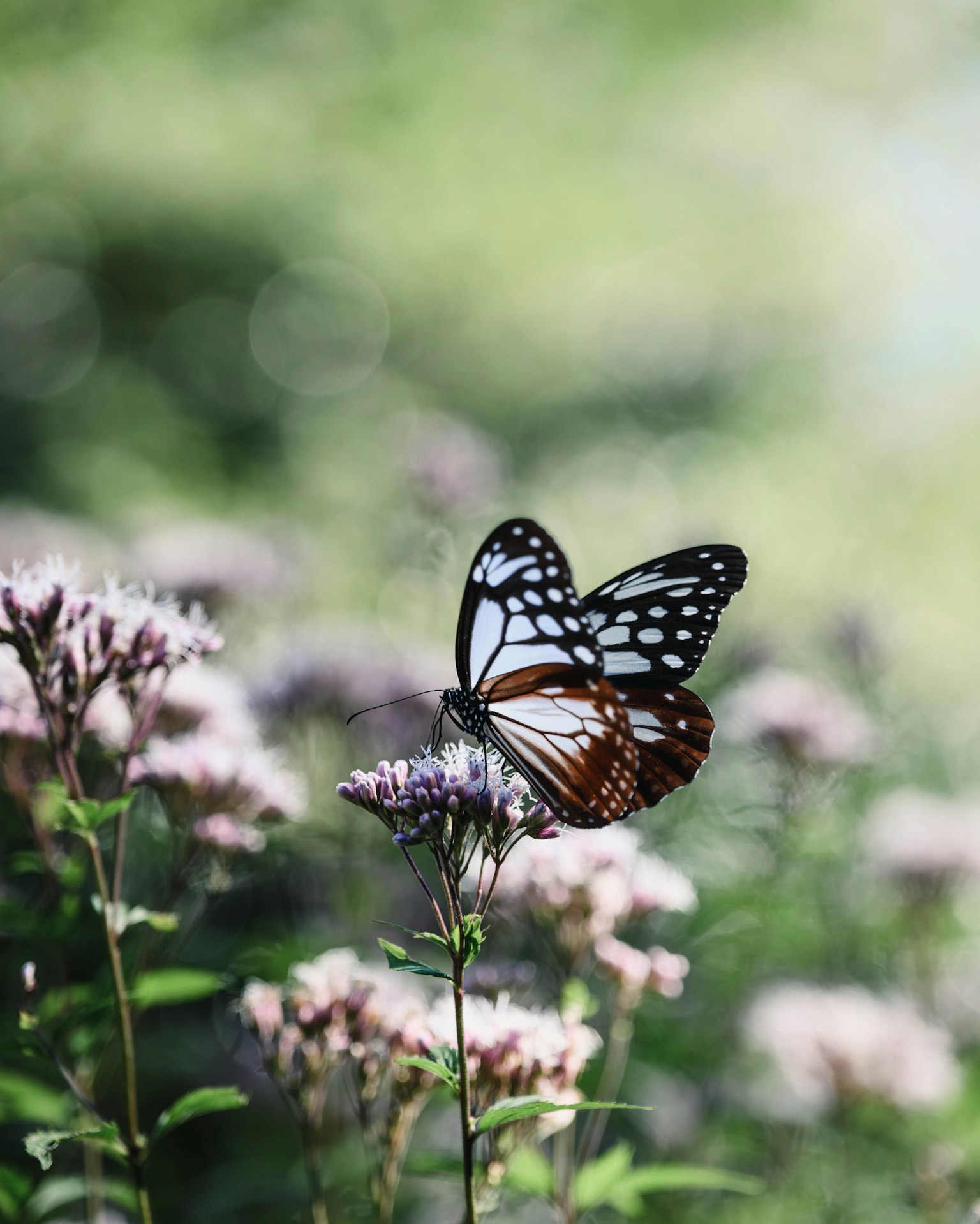 花の上に止まるモンシロチョウの美しい姿