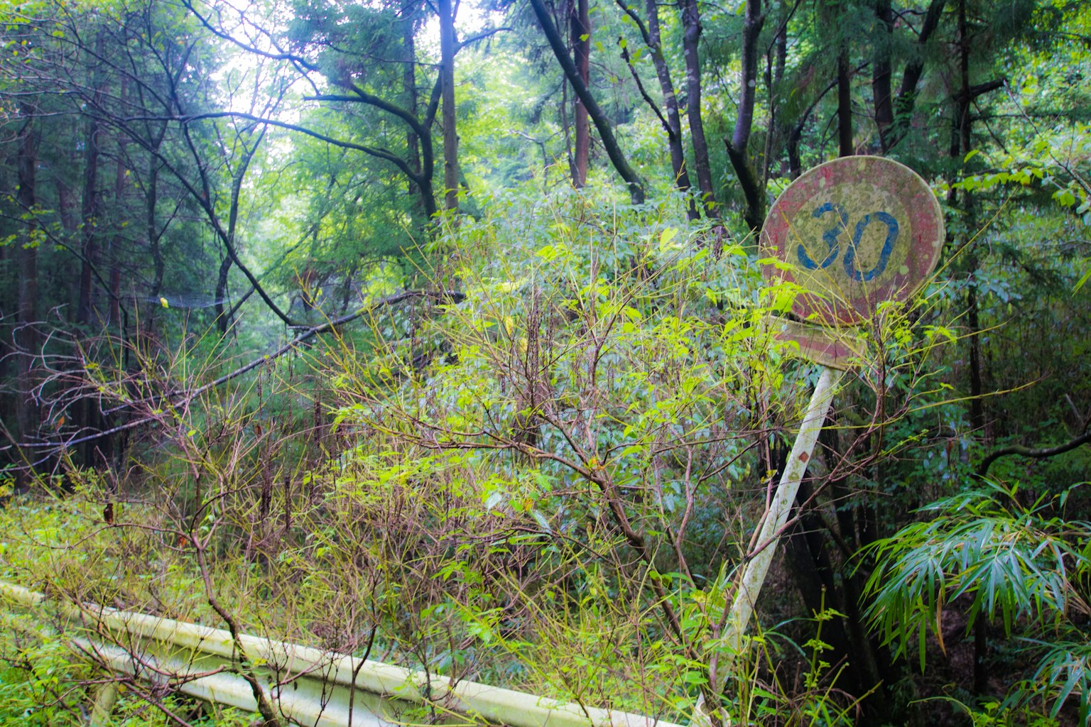 Old speed limit sign 30 overgrown in the forest
