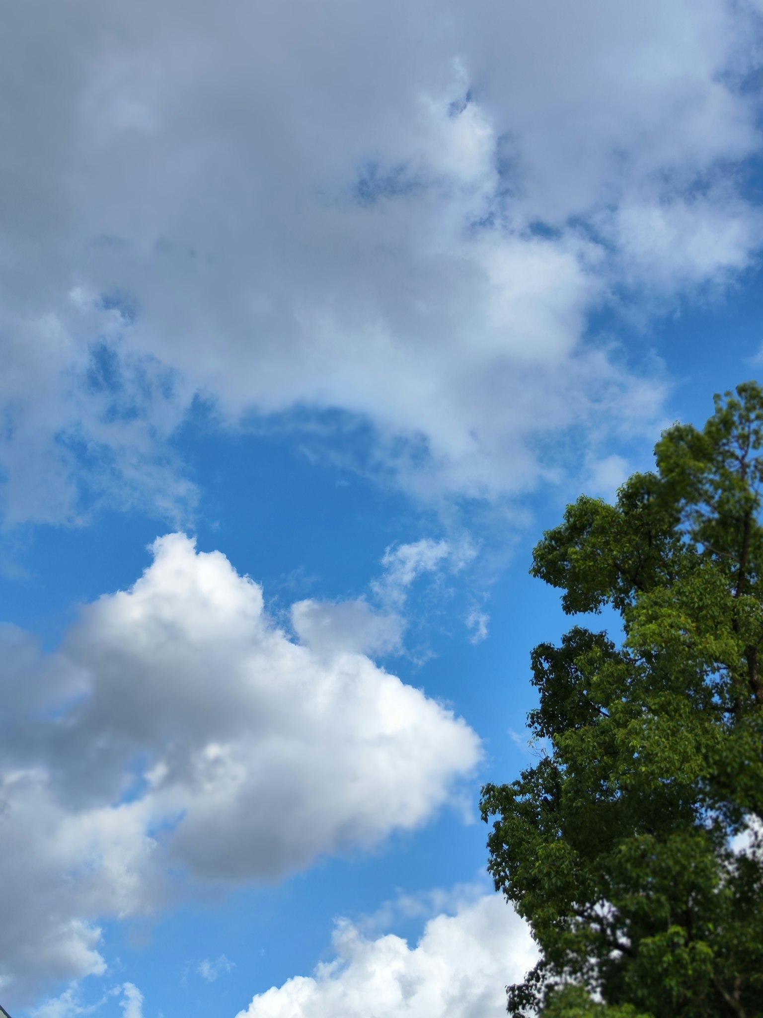 푸른 하늘과 흰 구름, 초록 나무가 있는 풍경