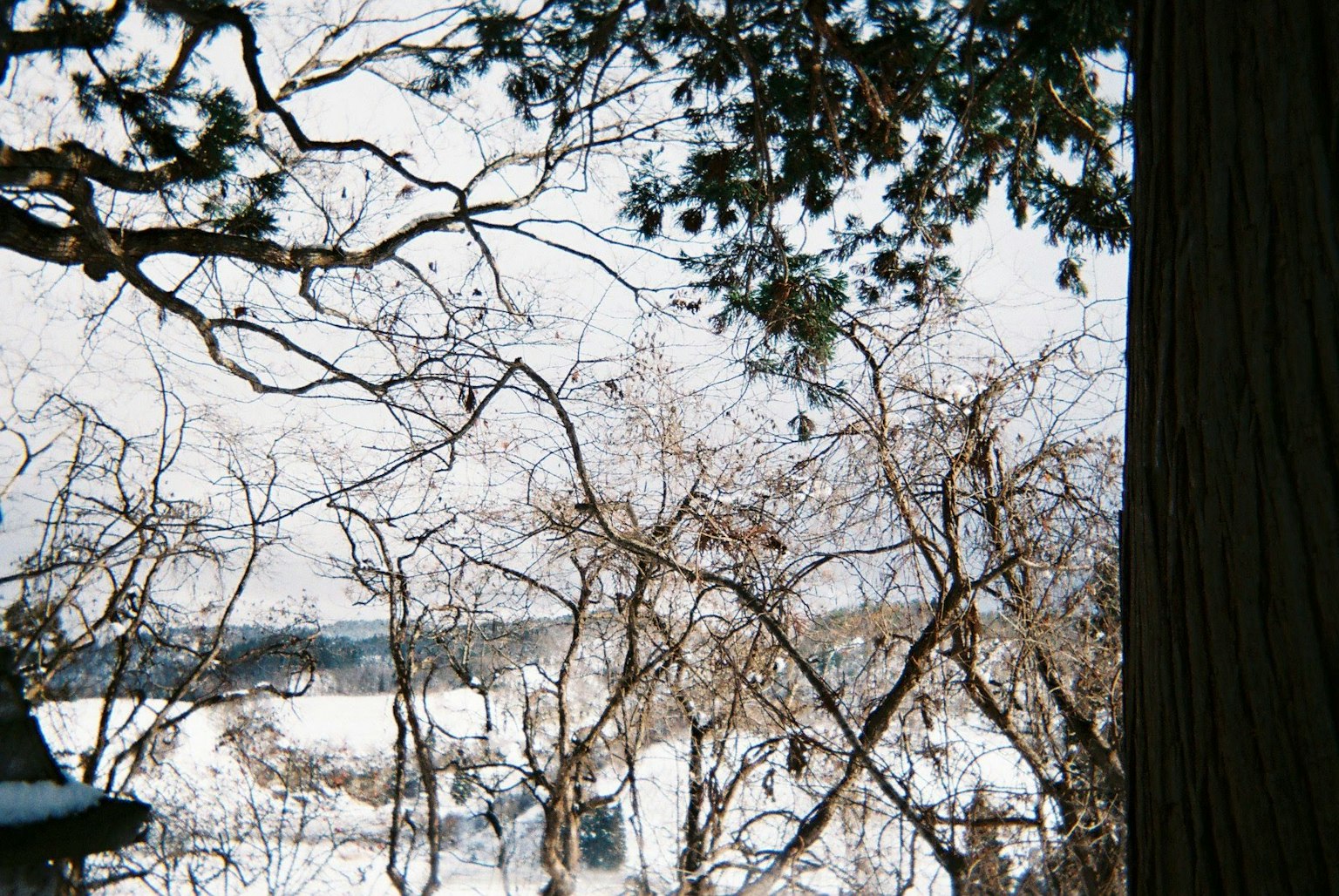Verschneite Landschaft mit Winterbäumen