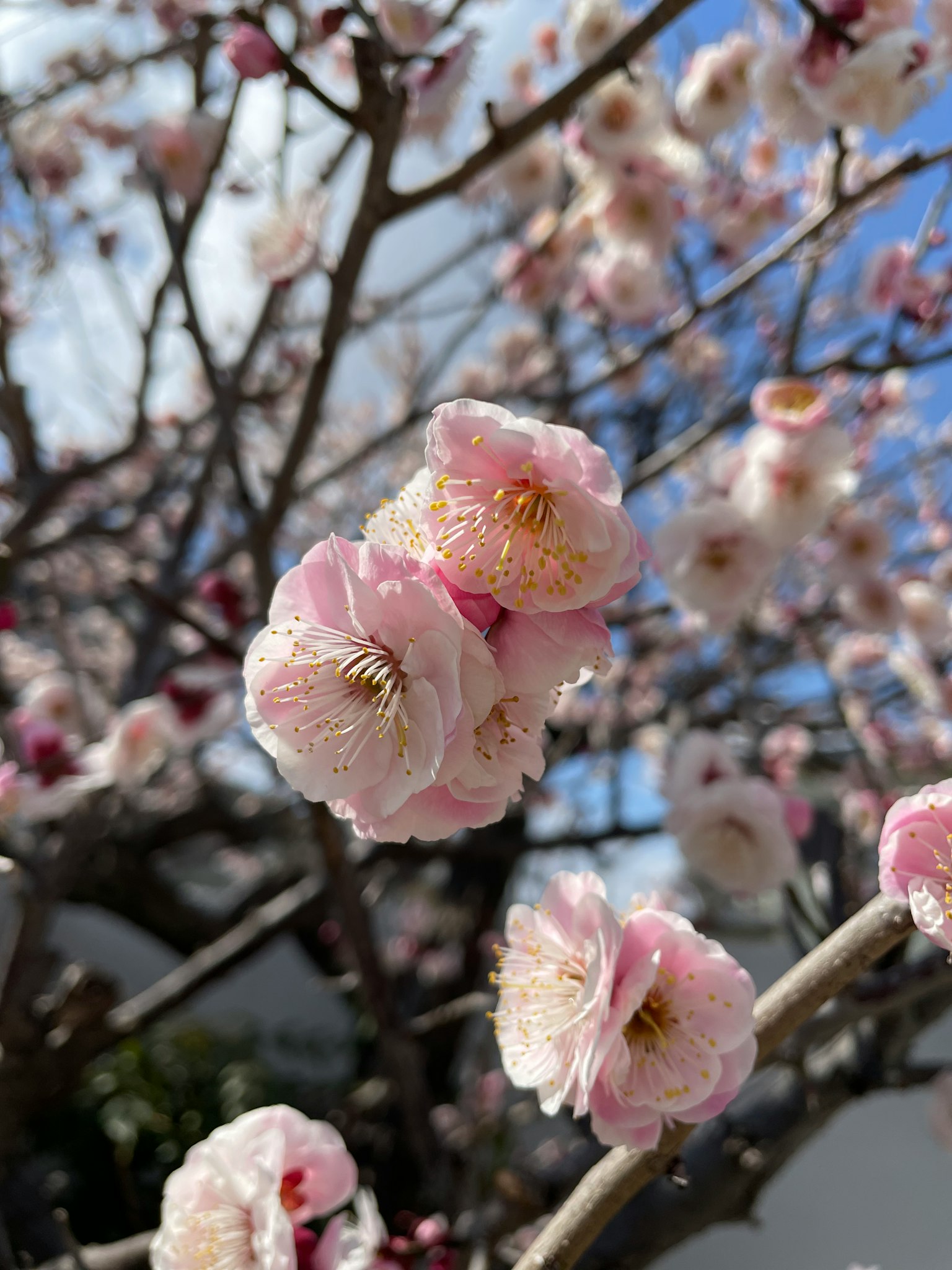 Primo piano di fiori di prugno rosa pallido contro un cielo blu